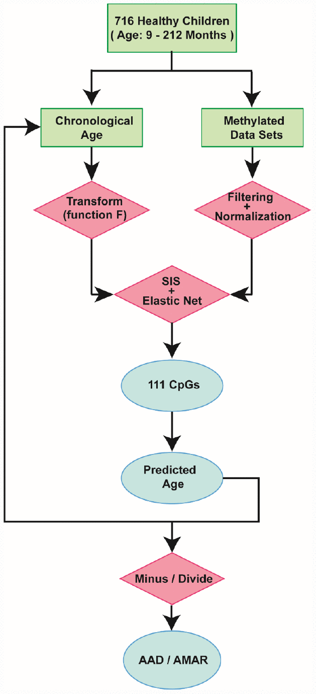 Schematic of the prediction model. A flow diagram of the child-specific methylation-based age prediction model. The green boxes represent the input data, the red diamonds represent the analysis methods and the blue ovals represent the prediction results. AAD: age acceleration difference; AMAR: apparent methylation aging rate; SIS: sure independence screening.