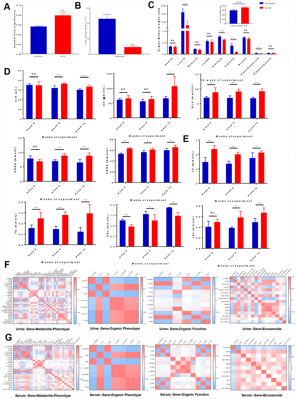 Correlation analyses illustrated the relationships among ‘genes-metabolites-phenotypes’ in ER-depletion-induced renal lipid metabolism disorder. (A) Relative peptide quantification in control and OVX rat urine samples. n=3, mean ± s.e.m.; (B) Real time PCR assays of uterus ERβ among control, OVX and OVX+E2 rats. n=3, mean ± s.e.m.; (C) Average weekly body weight (g) from 0 to 12 weeks before and after surgery and average organ/body weight ratio (organ %) at 12 weeks after surgery. (D) Kidney biochemical profiles in the sera of control and OVX rats. (E) Lipid biochemical profiles in the sera of control and OVX rats. n=6, mean ± s.d., compared to control rats, *p ˂ 0.05, **p ˂ 0.005, ***p ˂ 0.0005. Correlation heat map representation of the differentially expressed gene and metabolite markers in organs, renal biochemistry, and lipid biochemistry phenotypes including genes clustered into organ phenotypes, subsets of genes clustered into organ functions and subsets of genes clustered into eicosanoid markers in urine (F) and serum (G).