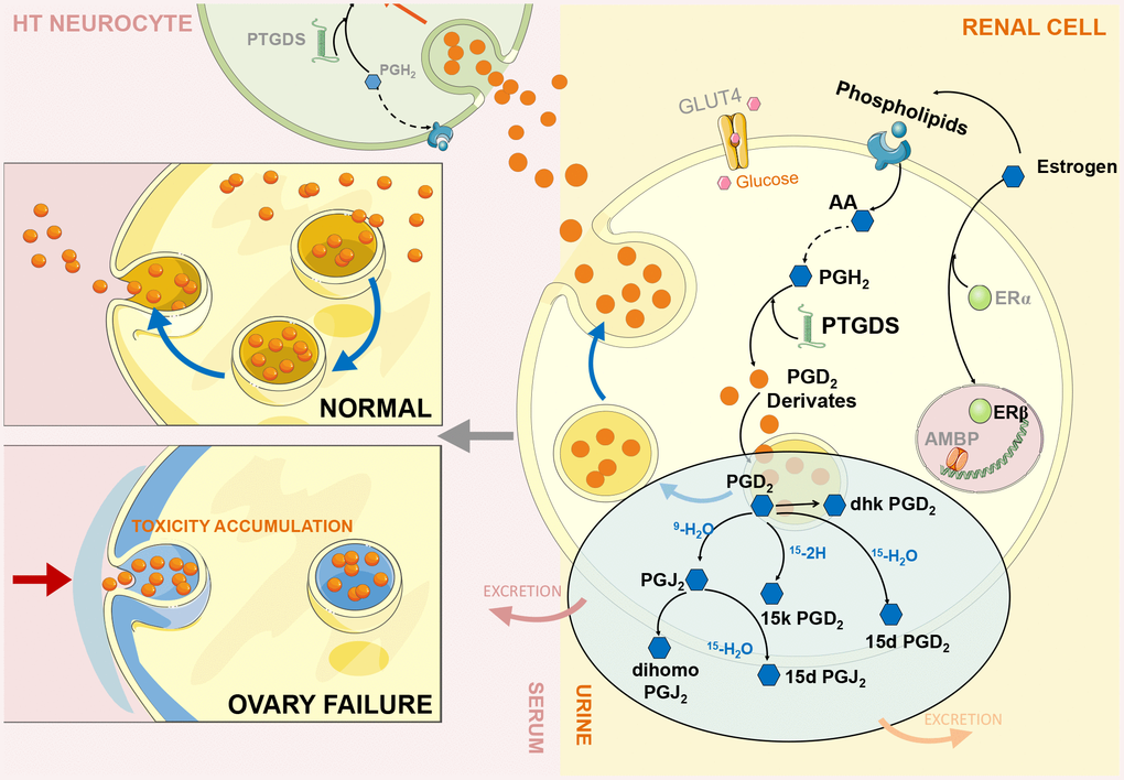 Cystatin C is glucocorticoid responsive, directs recruitment of