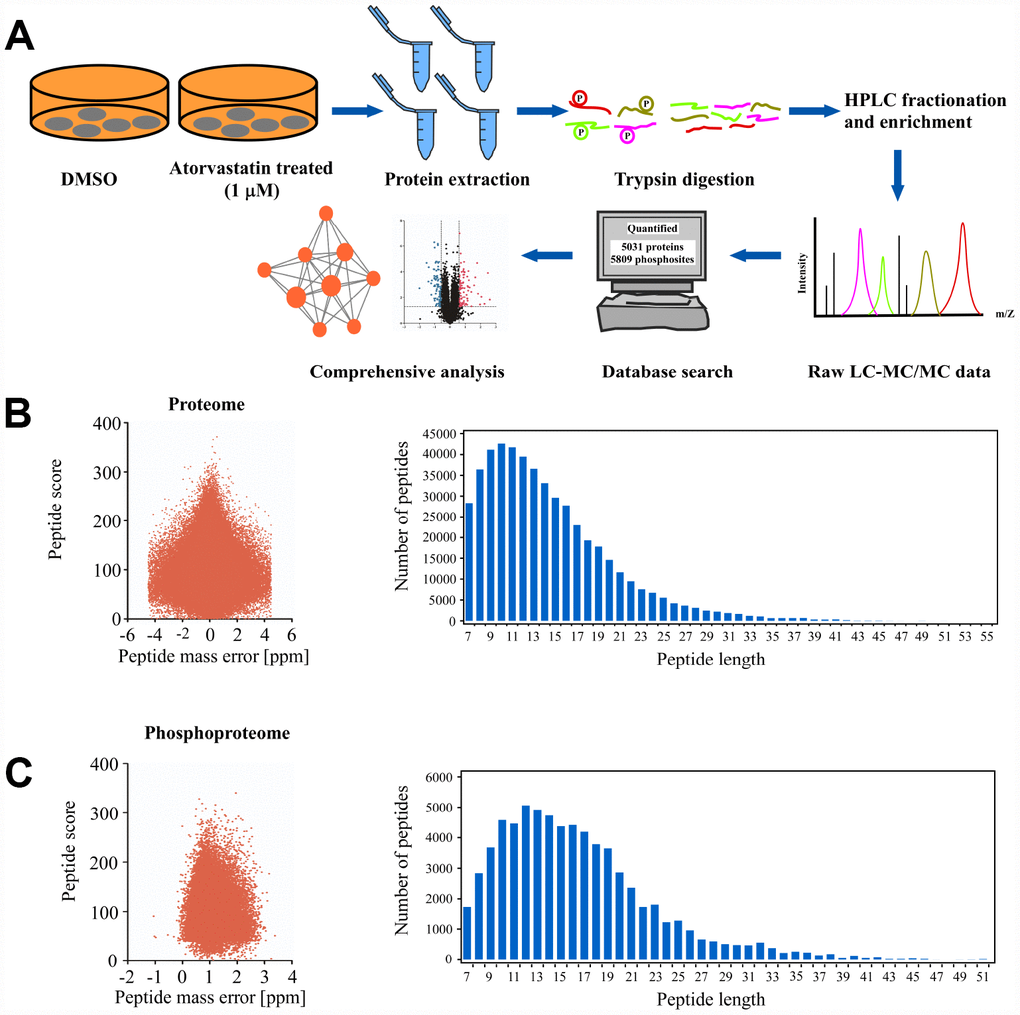 Deep proteome and phosphoproteome analysis of atorvastatin-treated ESCC cells. (A) general workflow of the experimental strategy to illustrate the processes in proteome, and phosphoproteome profiles of KYSE150 cells after 24 h of atorvastatin treatment (1 μM). (B) Mass error distribution map and peptide length distribution map of identified peptides in proteomics. (C) Mass error distribution map and peptide length distribution map of identified peptides in phosphoproteomics. The quality control report conforms to standard.