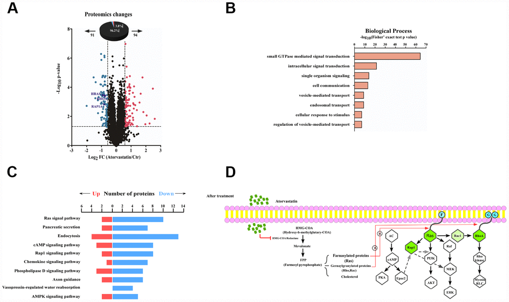 Proteomic analysis reveals the anti-tumor mode of atorvastatin. (A) volcano plot shows that 185 proteins changed significantly (P B) The picture shows biological processes of GO annotation. Bar chart represents biological processes enriched by altered proteins in response to atorvastatin treatment. The P-value (-log10) of each biological process is shown. (C) Pathways that are significantly down-altered in the proteome are shown on the left. The number of significantly regulated proteins in each pathway is shown in red and blue. (D) Proposed mechanisms underlying the action of atorvastatin's anti-tumor. Right shows that atorvastatin inhibits HMG-CoA reductase, and restrains the production of the Mevalonate pathway, which is necessary for Ras and RhoA. Left shows the changed pathway in response to atorvastatin treatment. Green dots are down-regulated proteins in the proteome.