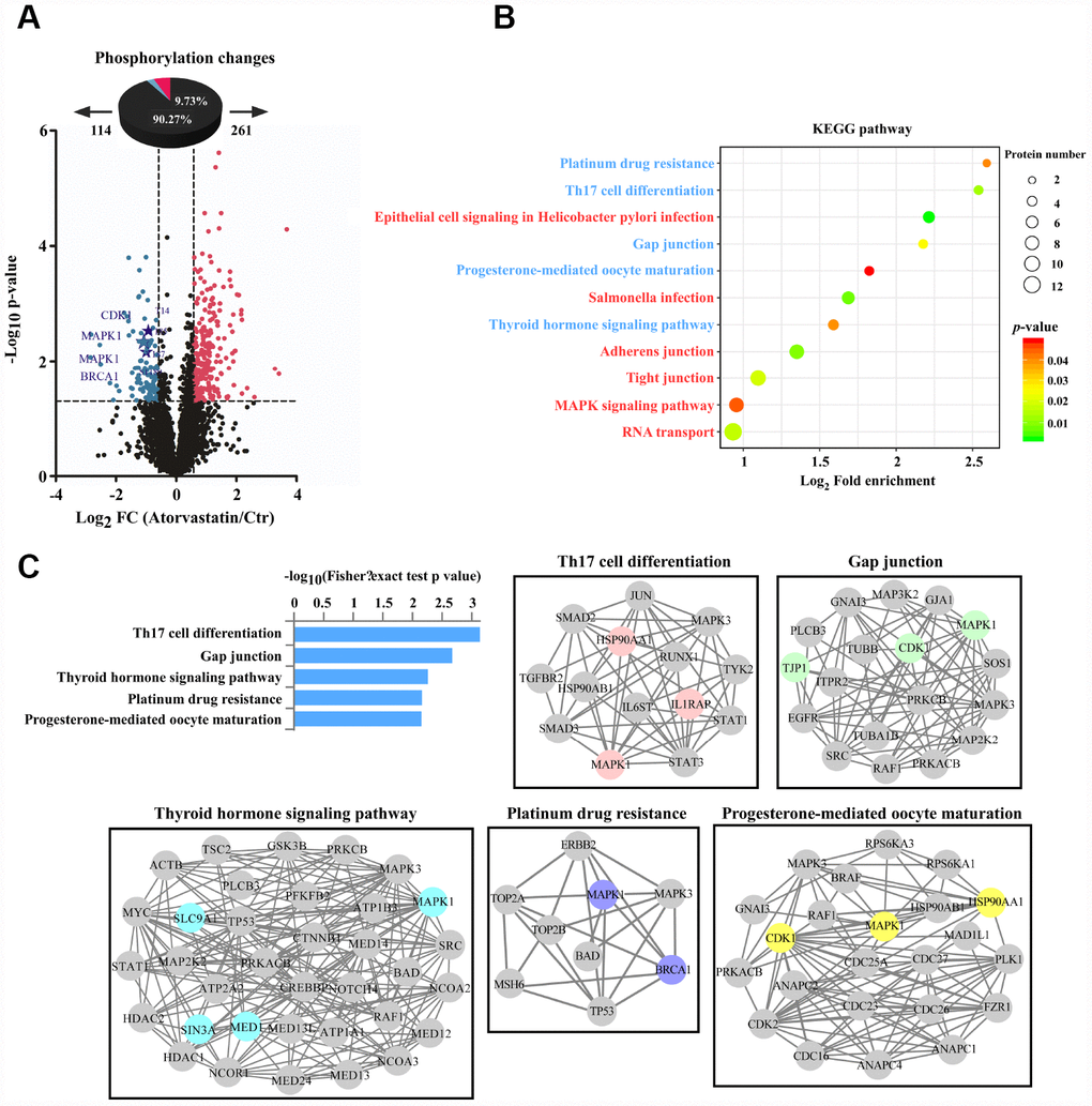 Phosphorylation profiles reveal the anti-tumor mode of atorvastatin. (A) Volcano plot shows that 375 phosphorylation sites changed significantly (P B) KEGG pathways that are significantly regulated (up or down) in phosphorylation are shown according to P -value, and the circle represents the number of mapping proteins. (C) According to the top 5 KEGG terms, these phosphoproteins whose sites were identified upon atorvastatin treatment are mapped to network by STRING database, in which the dot is protein. The colored nodes are significantly down-regulated phosphoproteins. The edges represent the STRING combined interaction score.