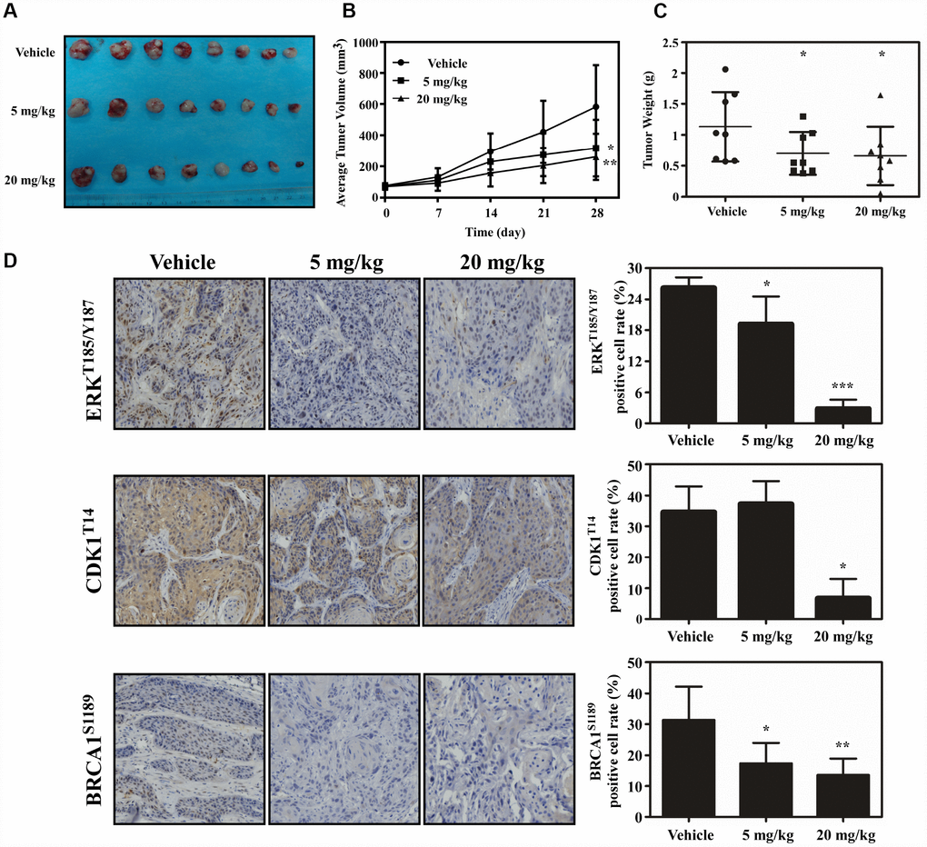 Atorvastatin inhibits ESCC growth in vivo. (A) The photograph shows tumors from PDX mice treated with vehicle or atorvastatin (5 mg/kg or 20mg/kg). (B) Tumor volume in each of the treatment groups was measured weekly, (C) with tumor weight measured at day 28. The asterisk (* P D) The expression of ERKT185/Y187, CDK1T14 and BRCA1S1189 was examined by IHC (400×). Data are expressed as positive cell values ± SD. The asterisks (* P P T185/Y187, CDK1T14 and BRCA1S1189 in atorvastatin-treated tissues compared to vehicle group.