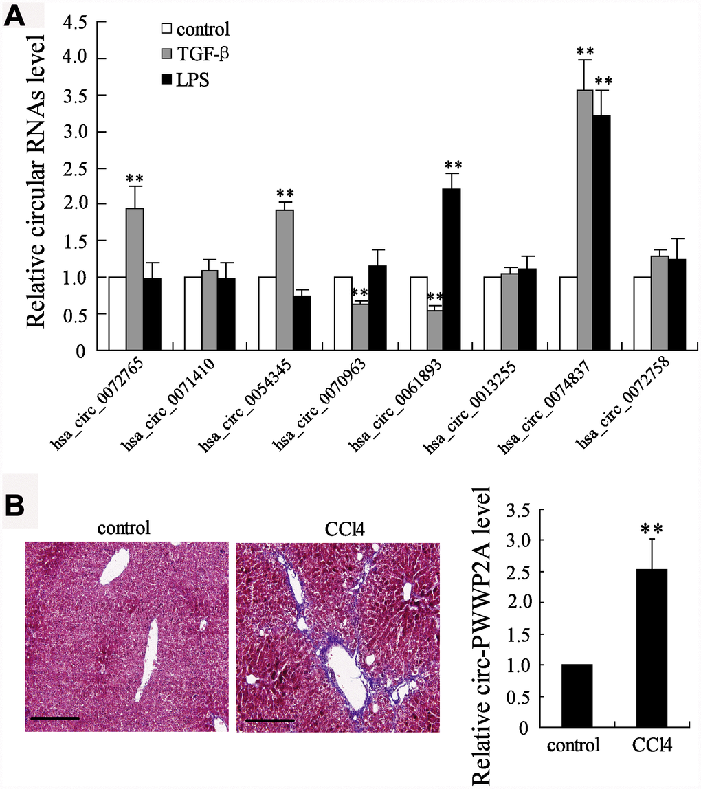 Screening of circRNAs. (A) Human HSC cell line LX-2 was activated by TGF-β (5 ng/ml) or LPS (5 μg/ml). After 24 hours, the expressions of several circRNAs, including hsa