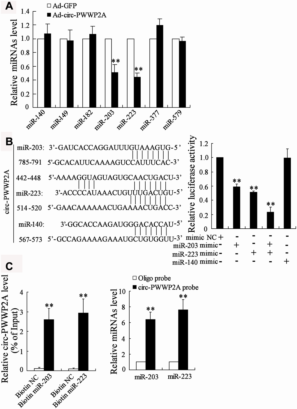 Interaction between circ-PWWP2A with miR-203 and miR-223. (A) The expression of several miRNAs which were predicted to bind with circ-PWWP2A by DIANA after overexpressing circ-PWWP2A in LX-2 cells. (B) After mutating the predicting sequences in circ-PWWP2A, the luciferase activity was detected using luciferase reporter assay. (C) The interaction between circ-PWWP2A with miR-203 and miR-223 was confirmed using agarose beads pull-down RNA-RNA interaction assay. **p