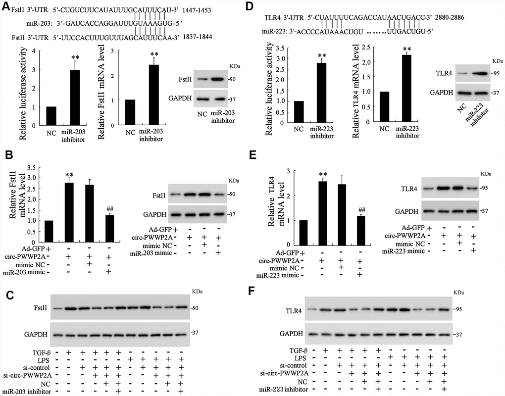 Circ-PWWP2A regulates Fstl1 and TLR4 via sponging miR-203 and miR-223, respectively. (A) The luciferase reporter vector carrying mutant Fstl1 3’-UTR was transfected into 293T cells along with miR-203 inhibitor, and the luciferase activity, mRNA and protein expressions of Fstl1 were detected. (B) LX-2 cells were transfected with Ad-circ-PWWP2A or co-transfected with miR-203 mimic. The mRNA and protein expressions of Fstl1 were detected. (C) LX-2 cells were transfected with si-circ-PWWP2A or co-transfected with miR-203 inhibitor followed by TGF-β- or LPS-activation. The protein expression of Fstl1 was detected. (D) The luciferase reporter vector carrying mutant TLR4 3’-UTR was transfected into 293T cells along with miR-223 inhibitor, and the luciferase activity, mRNA and protein expressions of TLR4 were detected. (E) LX-2 cells were transfected with Ad-circ-PWWP2A or co-transfected with miR-223 mimic. The mRNA and protein expressions of TLR4 were detected. (F) LX-2 cells were transfected with si-circ-PWWP2A or co-transfected with miR-223 inhibitor followed by TGF-β- or LPS-activation. The protein expression of TLR4 was detected. **p