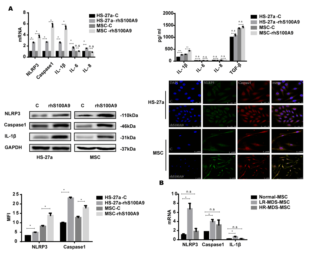 NLRP3 inflammasome and IL-1β secretion is involved in S100A9-induced cellular senescence. (A) Cells were treated with rhS100A9 for 72h. NLRP3, Caspase-1, IL-1β levels were measured using qPCR and western blot. IL-1β, IL-6, IL-8, and TGF-β expression and secretion was measured utilizing qPCR and ELISA. Representative confocal fluorescence micrograph of Caspase-1 and NLRP3 expression in cells treated with S100A9 (DAPI, blue; Caspase-1, red; and NLRP3, green; merged images show inflammasome formation; scale bars: HS-27a 50 μm and MSC 100 μm). (B) qPCR analyses of NLRP3, Caspase-1, and IL-1β expression in BM-MSCs isolated from MDS patient specimens (n = 18 LR-MDS, and n = 12 HR-MDS) compared with the levels in normal control BM-MNCs (n =18). Data are expressed as mean ± SD from three experiments. *P