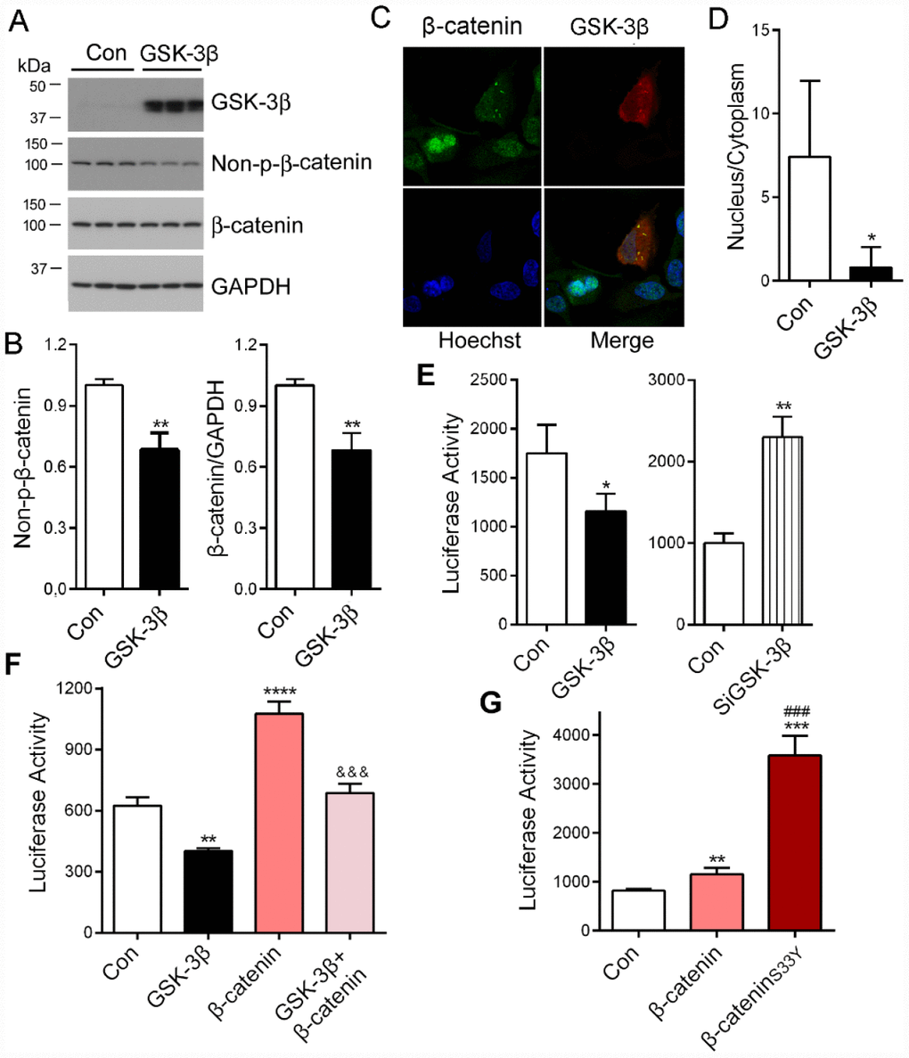 PME-1 expression is regulated by GSK-3β/β-catenin pathway. (A, B) HEK-293T cells were transiently transfected with GSK-3β. Levels of PME-1, β-catenin, GSK-3β, and Non-pS-β-catenin (dephosphorylated β-catenin at Ser33, Ser37 and Thr41) were analyzed by Western blots and normalized with GAPDH or corresponding proteins (B). (C, D) HA-tagged GSK-3β was overexpressed in HeLa cells and immuno-stained by polyclonal rabbit anti-β-catenin or mouse monoclonal anti-HA (GSK-3β) followed by florescence labeled anti-rabbit (green) or anti-mouse (red) second antibodies, respectively (C). The fluorescence levels of the nucleus and the cytoplasm were measured by IMAGE J and nucleus/cytoplasm ratio of β-catenin was analyzed (D). (E) pGL4/PME-1-1000 were co-transfected with GSK-3β or siGSK-3β in HEK-293T cells. The luciferase activity was measured. (F) HEK-293T cells were co-transfected with β-catenin and/or GSK-3β with pGL4/PME-1-1000. The luciferase activity was measured. *: compared with control (Con). &: compared with β-catenin. (G) The luciferase activity as measured. *: compared with control (Con), #: compared with β-catenin. Data are presented as mean ± SD (n=3), *P 
