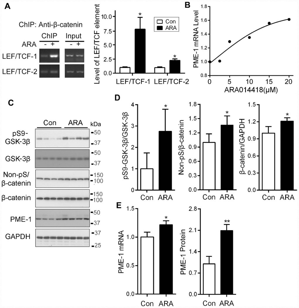 Inhibition of GSK-3β with ARA014418 enhances the interaction of β-catenin with LEF1/TCF elements and up-regulates PME-1 expression in cultured cells and in vivo. (A) SH-SY5Y cells were collected after ARA014418 (20μM) treatment for 4.5 hr, for ChIP assay using antibody to β-catenin. The two LEF1/TCFs were amplified by PCR with their specific primers. (B) Primary cortical neurons from embryonic day 18 SD rat were cultured and treated with the indicated concentration ARA014418 for 4.5 hr. The PME-1 mRNA level was measured by qPCR and normalized with GAPDH. (C–E) ARA014418 (5 mM 2 μl/mouse) was intracerebroventricularly injected into hTau transgenic mice for 48 hr. The cortex was homogenized and analyzed by Western blots developed with the indicated antibodies (C) or qPCR for PME mRNA (E). GAPDH was included as a loading control. Levels of phosphorylated β-catenin and GSK-3β were normalized with corresponding proteins (D). Data are presented as mean ± SD (n=4 or 5), *P 