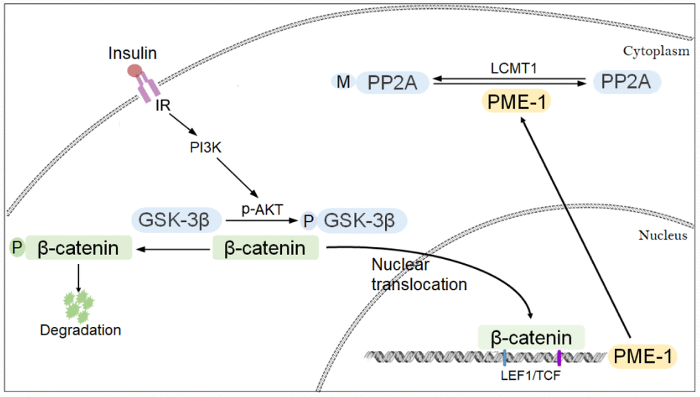 Proposed model of regulation of PME-1 expression by PI3K-GSK-3β signaling. Activation of PI3K signaling results in phosphorylation of GSK-3β and inhibition its activity in phosphorylating β-catenin. β-catenin translocates to nucleus and act as co-activator with LEF1/TCF to promote PME-1 expression, which catalyzes the demethylation of PP2Ac.