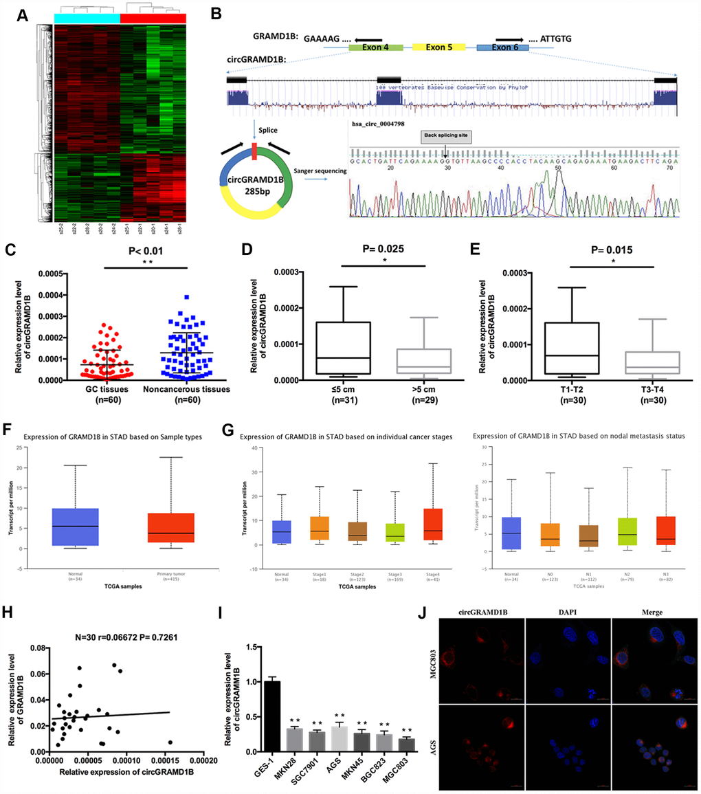 Characterization of circGRAMD1B in human GC tissues and cell lines. (A) Clustered heat map showing tissue-specific circRNAs, which are displayed on a scale from green (low) to red (high), in five paired human GC tissues and paired noncancerous tissues. (GC tissues: s20-1, s22-1, s24-1, s25-1, s28-1; Paired noncancerous tissues: s20-2, s22-2, s24-2, s25-2, s28-2). (B) Schematic representation of circGRAMD1B formation. Arrows represent divergent primers that bind to the genomic region of circGRAMD1B. The splice junction sequence of circGRAMD1B was validated by Sanger sequencing. (C) The expression level of circGRAMD1B was detected by qRT-PCR in 60 paired GC tissues and noncancerous tissues. (D) qRT-PCR analysis showed that circGRAMD1B expression was lower in > 5cm GC tissues than in ≤ 5cm tissues. (E) qRT-PCR analysis showed that circGRAMD1B expression was lower in T3-T4 GC tissues than in T1-T2 tissues. (F) TCGA database analysis of GRAMD1B mRNA levels in human GC tissues (n=415) and normal tissues (n=34). (G) TCGA database analysis of GRAMD1B mRNA levels in different stages and nodal metastasis status of GC. (H) Correlation analysis of circGRAMD1B levels with GRAMD1B mRNA levels in 30 GC tissues. (I) Relative expression level of circGRAMD1B in GC cell lines and GES-1 cells using qRT-PCR assay. (J) Confocal FISH was performed to determine the cellular location of circGRAMD1B in AGS and MGC803 cells. (Values are shown as the mean ± standard error of the mean based on three independent experiments. *P 