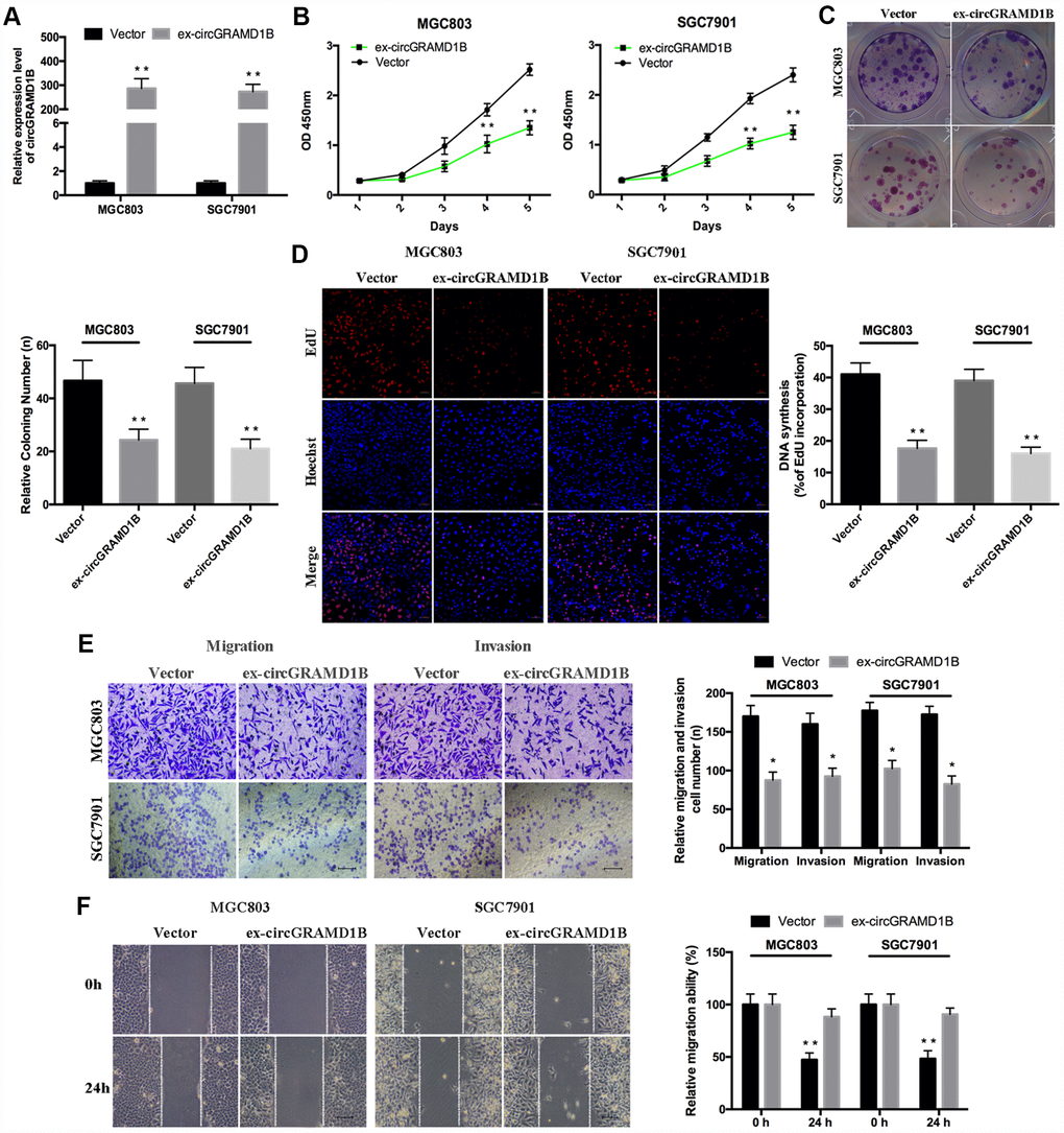 Overexpression of circGRAMD1B inhibits the proliferation, migration, and invasion of GC cells. (A) qRT-PCR analysis of the transfection efficiency of circGRAMD1B in MGC803 and SGC7901 cells. (B–C) Cell proliferation abilities were detected by CCK-8 and colony formation assays after the transfection of circGRAMD1B or vector in MGC803 and SGC7901 cells. (D) Observation of DNA synthesis in MGC803 and SGC7901 cells transfected with circGRAMD1B overexpressing plasmid or control vector by the EdU assay. (E) Cell migration and invasion abilities were measured with transwell assays after the transfection of circGRAMD1B or vector in MGC803 and SGC7901 cells. (F) Cell migration ability was determined by a wound-healing assay after the transfection of circGRAMD1B or vector in MGC803 and SGC7901 cells. (Values are shown as the mean ± standard error of the mean based on three independent experiments. *P 