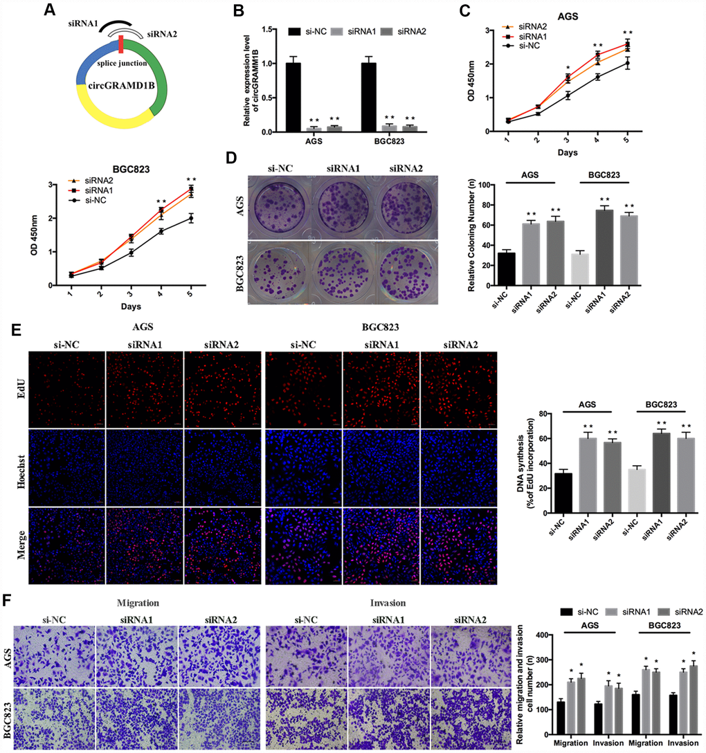 Silencing of circRAMD1B promotes the proliferation, migration, and invasion of GC cells. (A) Schematic representation of siRNA1/siRNA2 designed to target circGRAMD1B at the back splice junctions. (B) qRT-PCR analysis of the silencing efficiency of circGRAMD1B after the transfection for 48 h in AGS and BGC823 cells. (C) CCK-8 analysis of the cell viability after the transfection of si-circGRAMD1B or si-NC in AGS and BGC823 cells. (D) Colony formation analysis of the cell colony number after the transfection of si-circGRAMD1B or si-NC in AGS and BGC823 cells. (E) EdU analysis of the DNA synthesis after the transfection of si-circGRAMD1B or si-NC in AGS and BGC823 cells. (F) Transwell analysis of the cell migration and invasive potential after the transfection of si-circGRAMD1B or si-NC in AGS and BGC823 cells. (Values are shown as the mean ± standard error of the mean based on three independent experiments. *P 