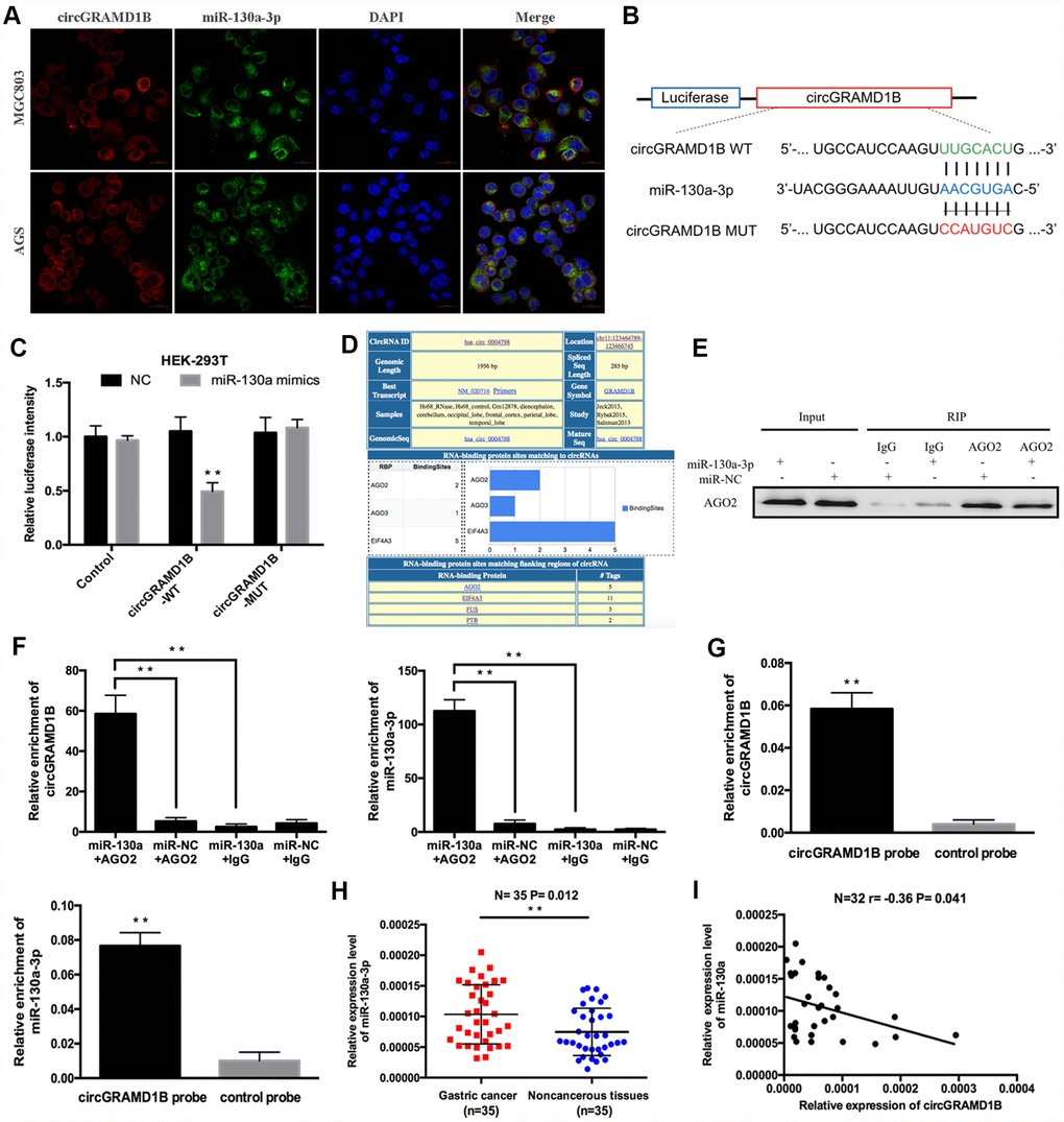 circGRAMD1B acts as a molecular sponge for miR-130a-3p in GC cells. (A) Colocalization of circGRAMD1B and miR-130a-3p was measured using FISH in MGC803 and AGS cells. (B) Schematic illustration of circGRAMD1B-WT and circGRAMD1B-MUT luciferase reporter vectors. (C) A luciferase reporter assay was performed to detect the activities of circGRAMD1B -WT and -MUT in HEK-293T cells cotransfected with miR-130a-3p mimics or the miR-NC. (D) Screenshot of “Circular RNA Interactome” for has