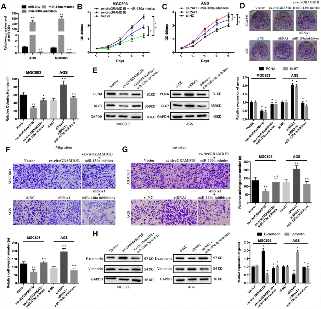 circGRAMD1B alleviates GC cell proliferation, migration, and invasion by targeting miR-130a-3p. (A) miR-130a-3p overexpression or silencing was performed in MGC803 and AGS cells with miR-130a-3p mimics or inhibitors, respectively. (B–C) CCK-8 assays were used to assess the proliferation abilities of the transfected MGC803 and AGS cells. MGC803 cells were transfected with the miR-NC, the circGRAMD1B-overexpressing plasmid, or the circGRAMD1B-overexpressing plasmid and miR-130a-3p mimics; AGS cells were transfected with the miR-NC, circGRAMD1B siRNA1# or circGRAMD1B siRNA1# and miR-130a-3p inhibitors. (D) Colony formation assays were used to evaluate the proliferation abilities of the transfected MGC803 and AGS cells. (E) Western blot assays were used to analyze the protein expression levels of PCNA and Ki-67 in transfected MGC803 and AGS cells. (F–G) Transwell assays were performed to evaluate the migration and invasion abilities of transfected MGC803 and AGS cells. (H) Western blot assays were used to analyze the protein expression levels of E-cadherin and Vimentin in transfected MGC803 and AGS cells. (Values are shown as the mean ± standard error of the mean based on three independent experiments. *P 