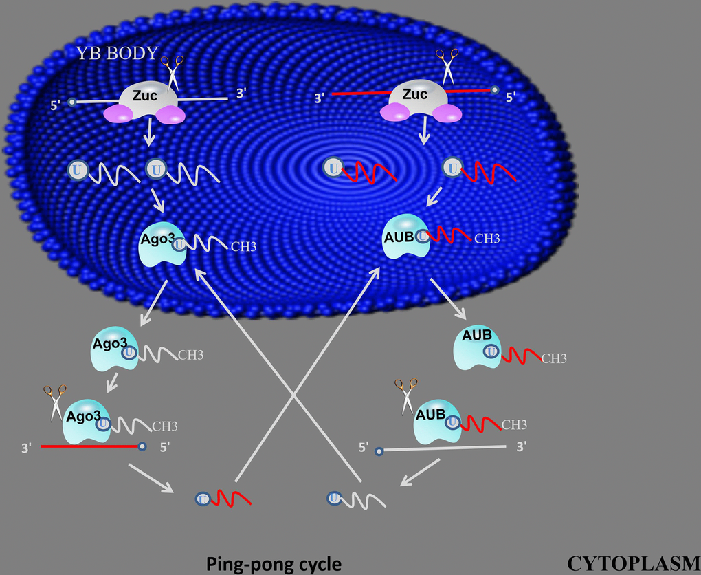 ping-pong mechanism. primary piRNAs bind to AGO3 or AUB proteins to form piRNA/Ago3 or piRNA/AUB complexes, generate new piRNAs using piRNA and piRNA/Ago3 or piRNA/AUB complexes as templates, using new generated piRNA to synthesis another piRNA in same method.