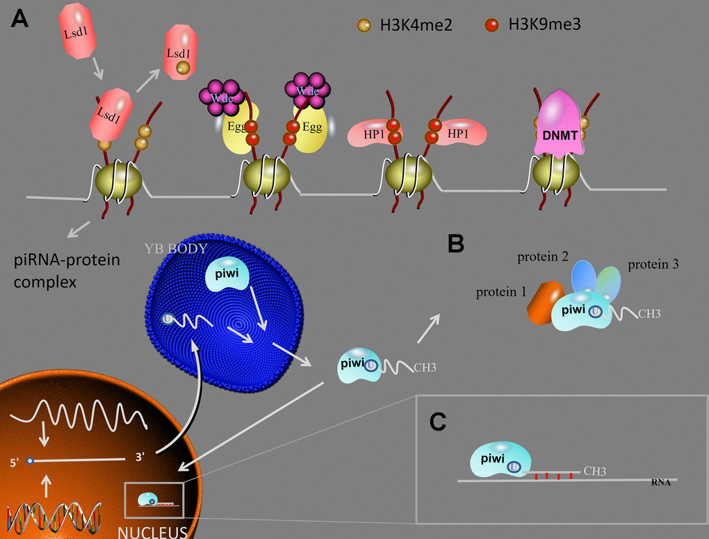 piRNA function. (A) Transposon silencing. At TGS level, Lsd1 removes activating H3K4me2 marks from promoter regions, Egg and Wde H3K9me3 marks to the target DNA, HP1 lead to heterochromatin formation, DNMT methylate genic CpG sites. After the mature piRNA-piwi complex is formed in the cytoplasm. (B) piRNAs/piwi complex-protein interaction. The interaction between piRNAs/piwi and proteins alter the subcellular localization of proteins and facilitate the interaction of multiple proteins. (C) At PTGS level, the piRNAs/piwi complex bind to targeted RNAs and impede their function by sequence complementary. Abbreviations: TGS: transcription gene silencing; PTGS: post-transcription gene silencing; H3K9me3: histone 3 lysine 9 trimethylation; H3K4me2: histone 3 lysine 4 dimethylation; Lsd1: Lysine-specific demethylase1; Egg: Eggless; Wde: Windei; HP1: heterochromatin protein 1; DNMT: DNA methyltransferase.