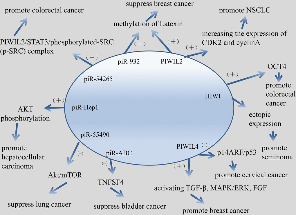 Mechanism about piRNA/PIWI protein involved in cancer in this article.
