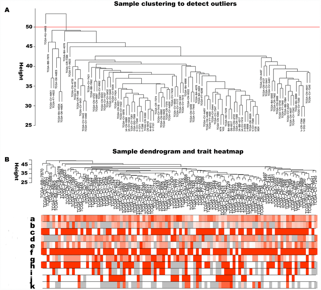 Sample cluster analysis based on RNA data from TCGA database. (A) Sample clustering to detect outliers based on RNA data. The red line represents the cut-off of data filtering in the step of data preprocessing. (B) Sample dendrogram and trait heatmap based on gene expression data and clinical data. (a) age at initial pathologic diagnosis, (b) history of smoking, (c) history of alcohol consumption, (d) intermediate dimension, (e) lymph node count, (f) neck lymph node dissection, (g) pathologic N stage, (h) radiation therapy, (i) targeted molecular therapy, (j) tumor status, (k) success of follow-up treatment.