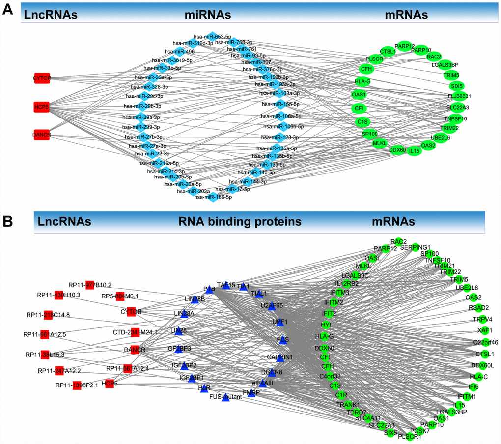 LncRNA-RNA binding protein-mRNA network and LncRNA- miRNA-mRNA network. (A) LncRNA-RNA binding protein-mRNA network based on the co-expression Pink module. (B) LncRNA-miRNA-mRNA network based on the co-expression Pink module.