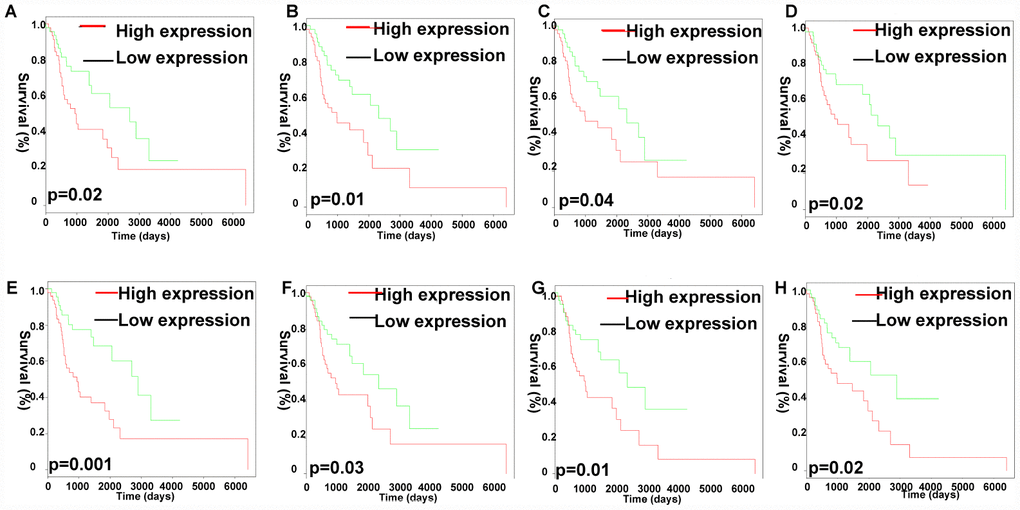 Analysis of OS-related identified lncRNAs in the co-expression Pink module. Kaplan-Meier survival analysis of RP11-977B10.2 (A), RP11-661A12.5 (B), RP11-661A12.4 (C), RP11-646E18.4 (D), RP11-247A12.2 (E), RP1-137D17.2 (F), MIR4435-2HG (G), CYTOR (H). X-axis represented survival time (days), and y-axis represented survival rate.