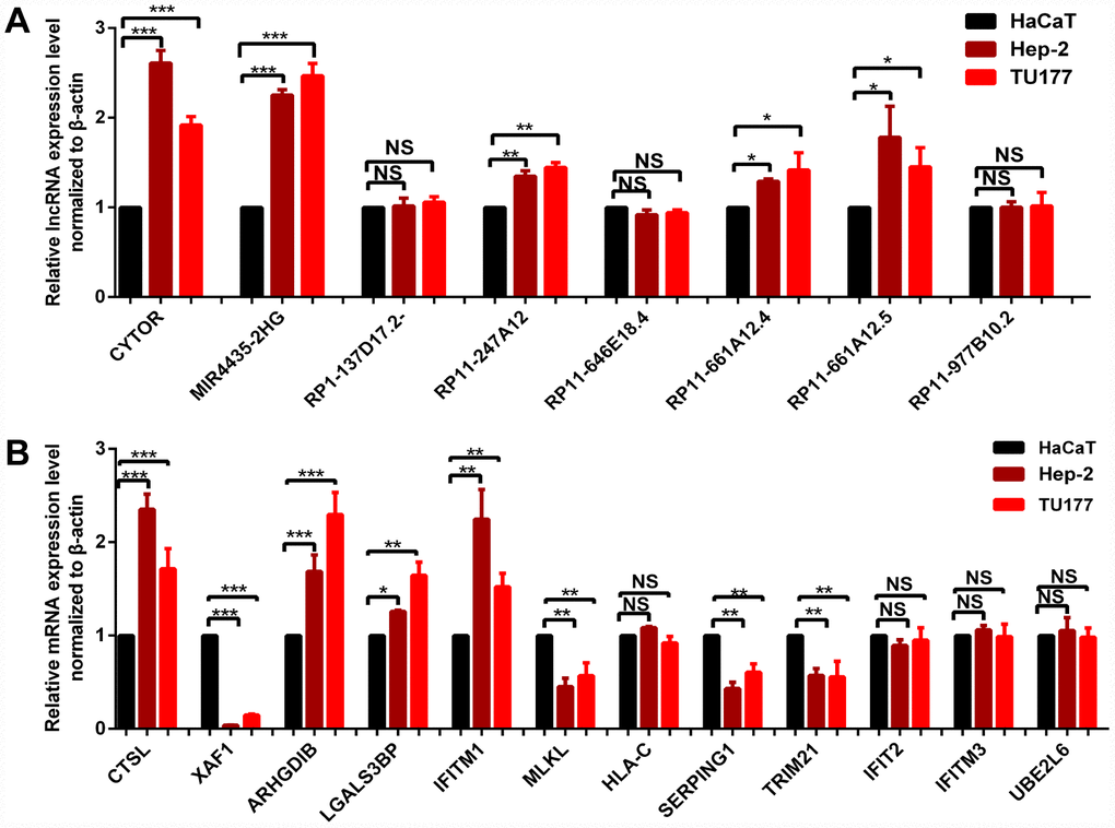 qRT-PCR validation of 8 survival-related lncRNAs (A) and 12 hub-mRNAs (B) in LC cell models compared to control cells. * p 