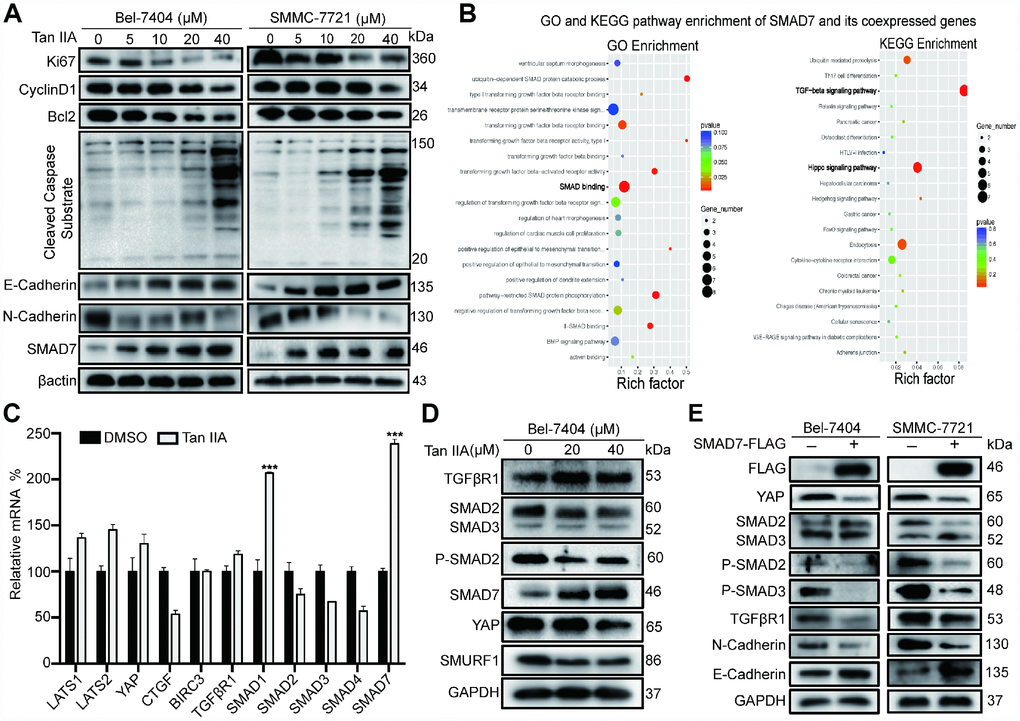 Tan IIA can regulate TGF-β/SMADs and Hippo/YAP signaling pathway in liver cancer cells. (A) Bel-7404 and SMMC-7721 cells were cultured with DMSO or dose dependent Tan IIA (5, 10, 20, 40 μM) for 24 h and protein expression levels of Ki67, CyclinD1, Bcl2, Cleaved Caspase Substrate, E-cadherin and N-cadherin were measured by western blot assay. (B) GO biological process and KEGG pathway enrichment of SMAD7 co-expressed top 50 genes from cBioPortal database. (C) TGF-β/SMADs and Hippo/YAP signaling pathway related genes were determined by real-time quantitative PCR assay with DMSO or Tan IIA (40 μM). (D) The protein expression level of TGF-β/SMADs components TGFβR1, SMAD2, SMAD3, P-SMAD2, SMAD7 and Hippo pathway effector YAP and E3 ligase SMURF1, βTrcp were analyzed by western blot assay with DMSO, 20 μM, 40 μM Tan IIA in Bel-7404 cells. (E) Indicated protein expression levels were measured by western blot assay with or without SMAD7-Flag overexpression in Bel-7404 and SMMC-7721 cells.