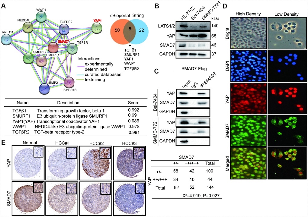 SMAD7 and YAP can interact with each other and negatively correlate in liver cancer. (A) The protein-protein network shows SMAD7 related top 10 genes which were obtained from string database (left panel). Venn diagram showing overlapping of SMAD7 associated genes in cBioPortal and string databases (right panel). The detail information of overlapping 5 genes (lower panel). (B) The protein expression level of LATS1/2, YAP and SMAD7 were measured by western blot assay in normal liver cells and liver cancer cell lines. (C) SMAD7 binds to endogenous YAP which measured by co-immunoprecipitation assay in SMAD7-Flag over-expressed Bel-7404 and SMMC-7721 stable cell lines. (D) YAP and SMAD7 intracellular localization in Bel-7404 cells in low cell density and high cell density. (E) Representative IHC pictures of SMAD7 and YAP staining showed protein expression level and location in normal and HCC tissues, and the correlated levels of SMAD7 and YAP expression. Statistical analysis of the TMA data is shown in the bottom panel.