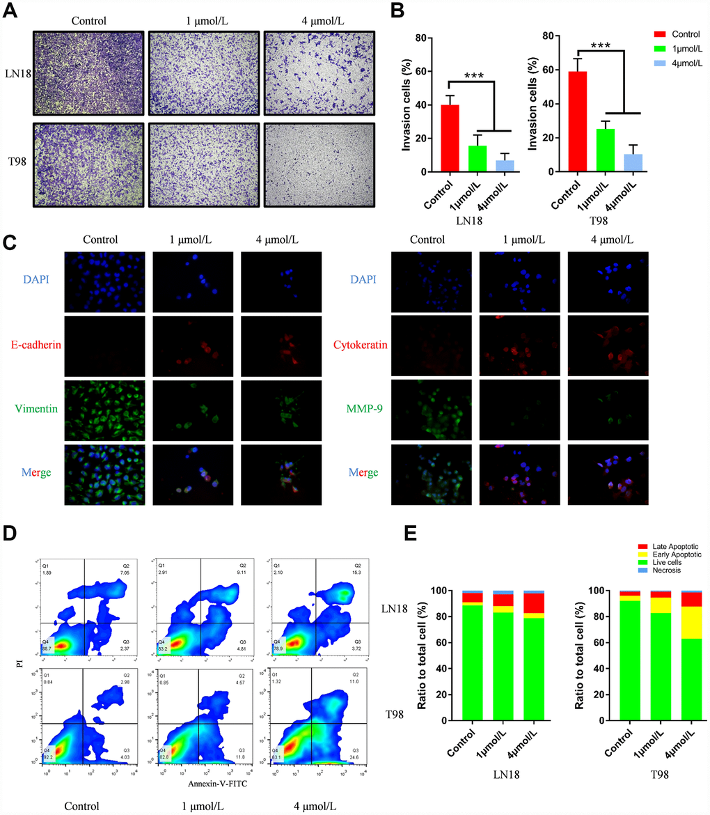 (A–B) ENMD-2076 suppressing the invasion ability of LN18, T98G cells in the Transwell assay. 5 random fields were counted for each condition. (C) Protein levels of E-cadherin, Vimentin, Cytokeratin and MMP-9 evaluated by immunofluorescence demonstrated ENMD-2076 inhibit glioblastoma invasion by suppressing EMT. (D–F) Flow cytometry results showed that ENMD-2076 induced glioblastoma cells (LN18, T98G) apoptosis. ENMD-2076 showed pro-apoptotic effects on LN18, T98G cells.