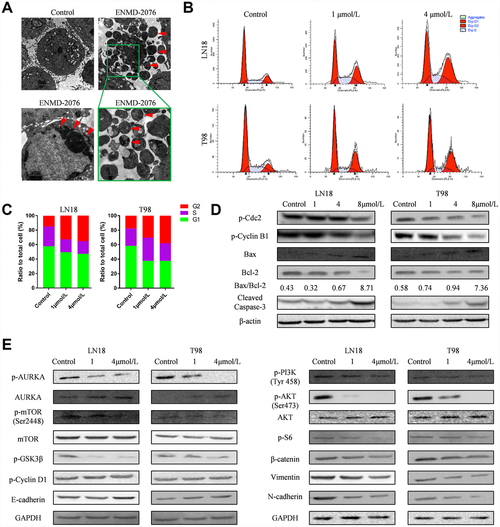 (A) Transmission Electron Microscope (TEM) images showed that ENMD-2076 induces apoptosis bodies and pyknosis formation in U87 cells. (B–C) Flow cytometry showed that ENMD-2076 induced cell cycle arrest in G2-M phase for LN18, T98G cells. (D) Western blot analysis showed that ENMD-2076 increased the expression of Caspase-3 and Bax in LN18, T98G cells and decreased the expression of anti-apoptotic Bcl-2. Western blot analysis also showed the effects of ENMD-2076 on the phosphorylation levels of Cdc2, cyclin B1 and cyclin D1 in LN18 and T98G cell lines. (E) Western blot analysis showed that ENMD-2076 suppressing PI3K/Akt/mTOR signaling pathway in LN18, T98G cells.