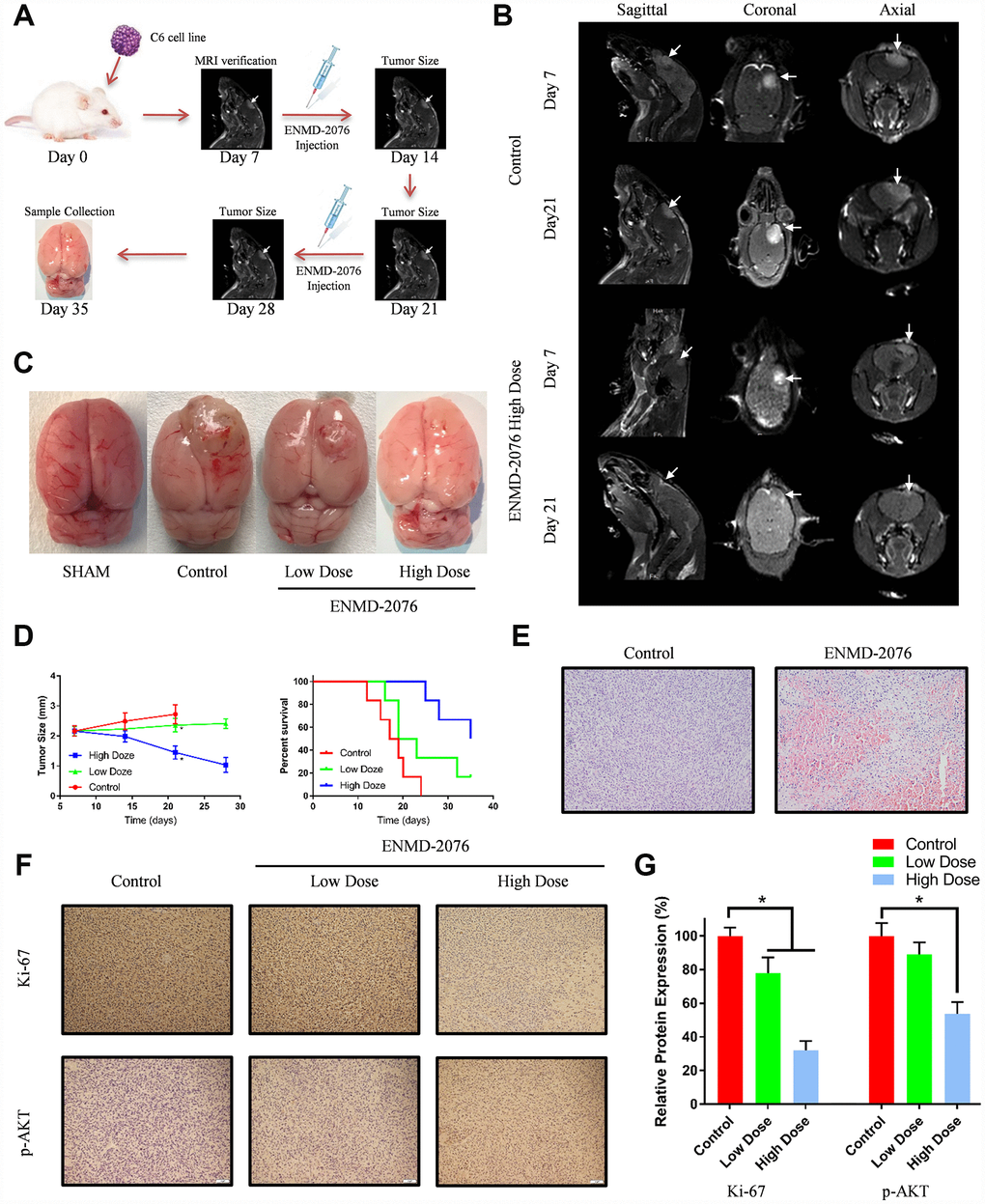 (A) The overall framework of animal experiment. C6 cells were intracranial injected on day 0. Magnetic resonance imaging (MRI) was used to evaluate the tumor growth on day 7. (B) MRI examination with different planes (sagittal, coronal, axial). (C) The representative samples showing the tumor volumes in different groups. (D) Tumor size and percent survival curves in different groups. (E) Histologic features of control group and ENMD-2076 treated group. (F–G) Immunohistochemistry analysis of ki-67, p-AKT in the different groups.