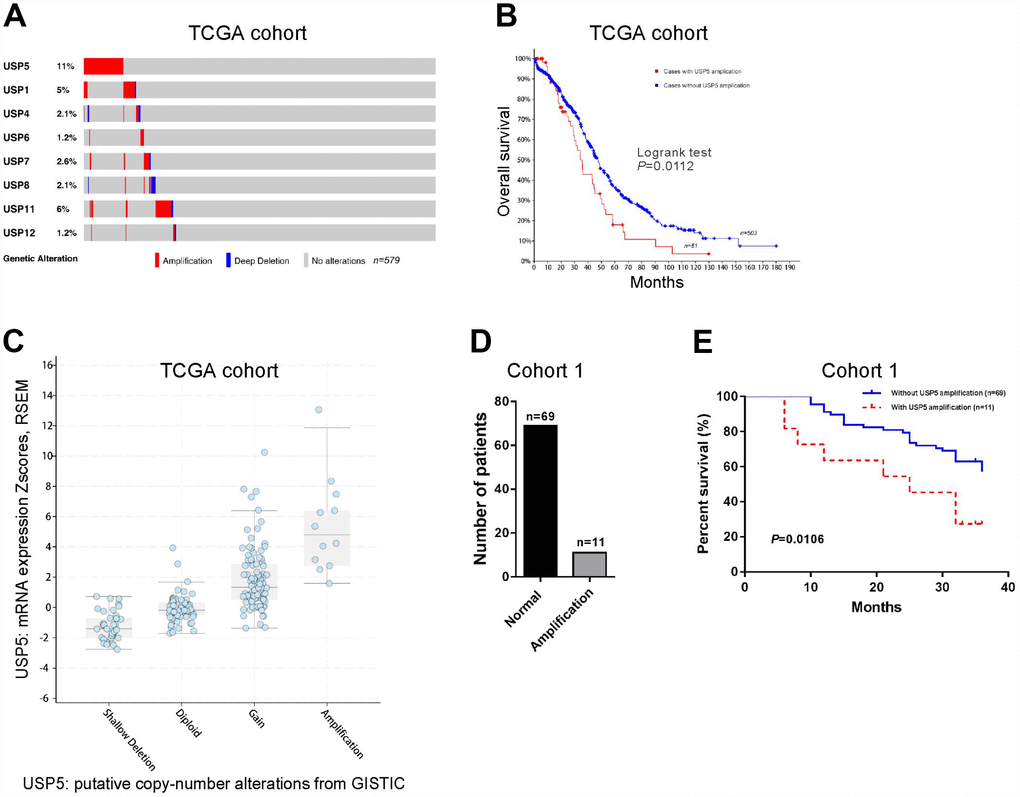 Genomic amplification of USP5 in ovarian cancer was correlated with overall survival of patients. (A) CNV analysis of USP family genes in TCGA cohort (n=579). (B) Kaplan-Meier survival analysis between patients with and without USP15 amplification using TCGA cohort (n=564). (C) USP15 mRNA levels were higher in samples with USP5 amplification than in those without USP5 amplification. (D) USP5 copy number alteration in patients of cohort 1 by real-time PCR analysis (n=80). The cut-off for amplification was set at 4 copies per tumor cell. (E) Kaplan-Meier survival analysis between patients with and without USP15 amplification using cohort 1 (n=80).