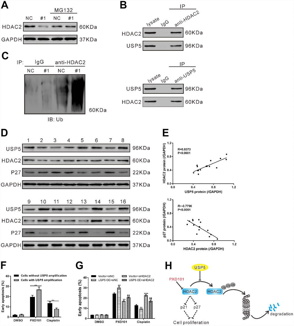 USP5 regulated HDAC2 ubiquitination. (A) OVCAR3 cells were infected with USP5 shRNA (#1) or control shRNA (NC) in the presence and absence of 10 μM MG132 for 48 h. The protein expression of HDAC2 was assessed. (B) Cell lysates from OVCAR3 cells were immunoprecipitated (IP) with anti-HDAC2 or anti-USP5 or IgG, and then western blotting analysis was performed with anti-HDAC2 or anti-USP5. (C) Cell lysates from OVCAR3 cells infected with USP5 shRNA (#1) or control shRNA (NC) were IP with anti-HDAC2 or IgG, and western blotted with anti-ubiquitin. (D) Western blotting analysis of USP5, HDAC2 and p27 expression in ovarian cancer tissues from cohort 2 (n=16). (E) Pearson correlation scatter plots showed a positive correlation between USP5 and HDAC2, and a negative correlation between p27 and HDAC2. (F) Early apoptosis induced by PXD101 (1 μM) or cisplatin (5 μg/ml) in primary ovarian cancer cells with or without USP5 amplification. (G) SKOV3 cells were infected with USP5 overexpressing virus (USP5 OE) or control virus (Vector), and treated with HDAC2 siRNA (siHDAC2) or control siRNA (siNC) as indicated for 24 h. Early apoptosis induced by PXD101 (1 μM) or cisplatin (5 μg/ml) was detected at 48 h post treatment. **PH) A working model that USP5 plays a key role in cell proliferation by inhibiting HDAC2 ubiquitination.