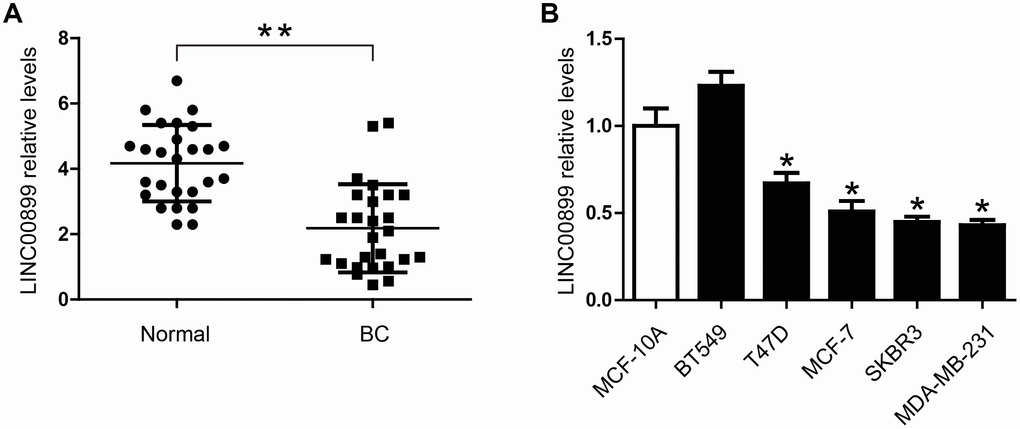 LINC00899 is downregulated in human breast cancer tissues and cell lines. (A) Comparison of the relative LINC00899 expression levels between 26 pairs of breast cancer (BC) tissues and adjacent normal tissues. (B) Comparison of the relative LINC00899 expression levels between the normal human mammary epithelial cells (MCF-10A) and 5 BC cell lines. Data presented as means ± SD, *p