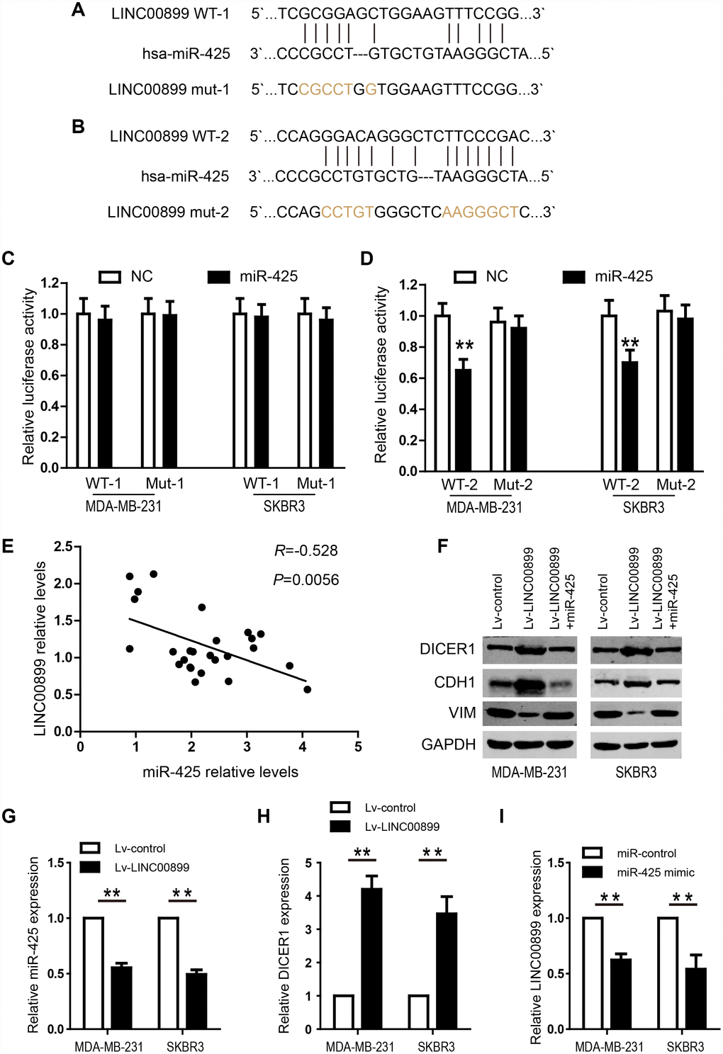 LINC00899 directly binds to miR-425 in breast cancer. (A–B) Bioinformatic analysis of the potential miR-425 binding sites within wild-type LINC00899-1 (LINC00899 WT-1) or LINC00899-2 (LINC00899 WT-2). (C–D) Luciferase reporter vectors containing WT-1 (left) or WT-2 (right) as well as corresponding mutant (Mut, Mut-1 or Mut-2) miR-425 binding sequences were cotransfected into BC cell lines (MDA-MB-231 and SKBR3) together with miR-425 mimic or NC mimic. Dual-luciferase reporter assays were performed to assess the luciferase activity in MDA-MB-231 and SKBR3 cells expressing luciferase fused to WT-LINC00899 or Mut-LINC00899. (E) Spearman’s analysis of the correlation between LINC00899 and miR-425 levels in BC tissues. Data are presented as means ± SD, *pF) Western blot analysis of DICER1, CDH1 and VIM expression in MDA-MB-231 and SKBR3 cells transfected with Lv-control, Lv-LINC00899 or Lv-LINC00899 plus miR-425 mimic. (G–H) qRT-PCR analysis of miR-425 and DICER1 expression in MDA-MB-231 and SKBR3 cells transfected with Lv-control or Lv-LINC00899. (I) Expression of LINC00899 in cells transfected with miR-control or miR-425 mimic. Data presented as means ± SD, *p