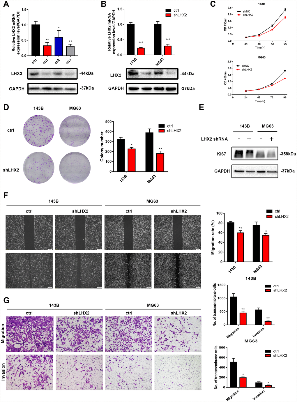 LHX2 silencing decreases the proliferation, migration and invasion of OS cells. (A) qRT-PCR and WB analysis for the knockdown efficiency of LHX2 using three different short hairpins. (B) qRT-PCR and WB analysis for LHX2 silencing efficiency. (C–D) CCK8 and colony formation assays for 143B and MG63 cells after LHX2 silencing. (E) Western blot analysis of Ki67 expression. (F) Representative images of wound healing assays; cell migration rates were measured after 24 h. Scale bar: 100 μm. (G) Representative images of transmembrane cells in shLHX2 and control groups. *P P