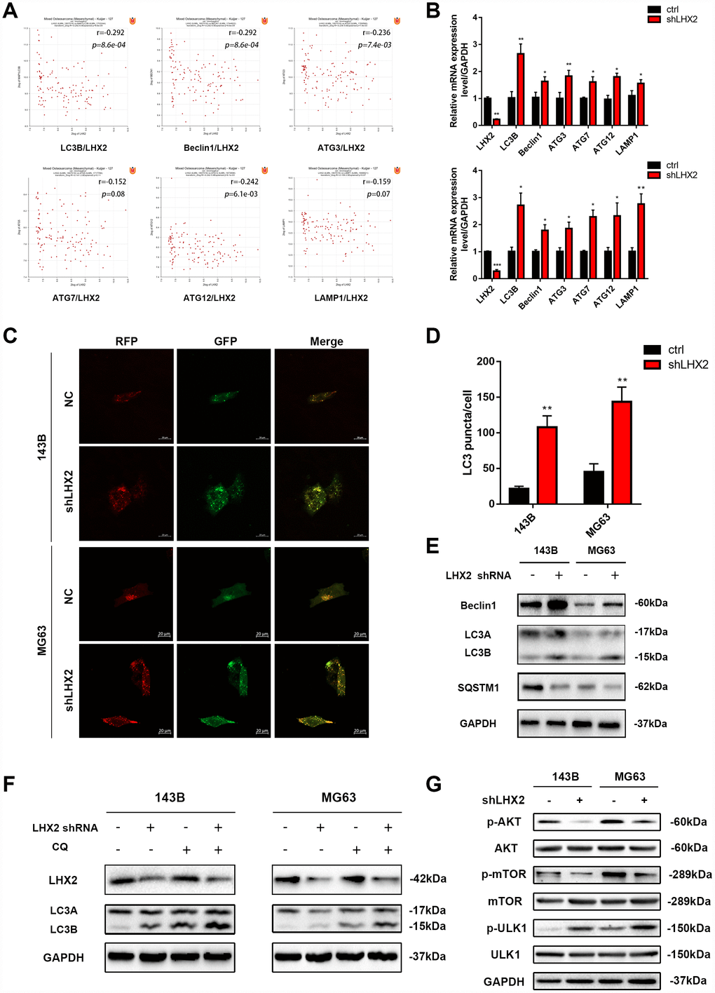 LHX2 knockdown enhances autophagy and inhibits mTOR signaling in vitro. (A) Pearson correlation analysis between LHX2 and autophagy-related genes in 127 OS patients. (B) qRT-PCR analysis of autophagy-related gene expression in LHX2 knockdown cells. *P PC) Representative confocal images of LC3 in lv-GFP-RFP-LC3–infected 143B and MG63 cells. Scale bar: 20 μm (D) LC3 puncta in each cell were counted under 100× magnification. **PE) Autophagy-related protein (LC3B, Beclin1, SQSTM1) levels in lv-control or lv-shLHX2-infected 143B and MG63 cells. (F) 143B and MG63 cells were treated with or without CQ (20 μM) for 12 h. LHX2 and LC3B proteins were detected by western blot. (G) Western blots of p-Akt (Ser473), Akt, p-mTOR (Ser2448), mTOR, p-ULK1 (Ser757), ULK1 in 143B and MG63 cells.