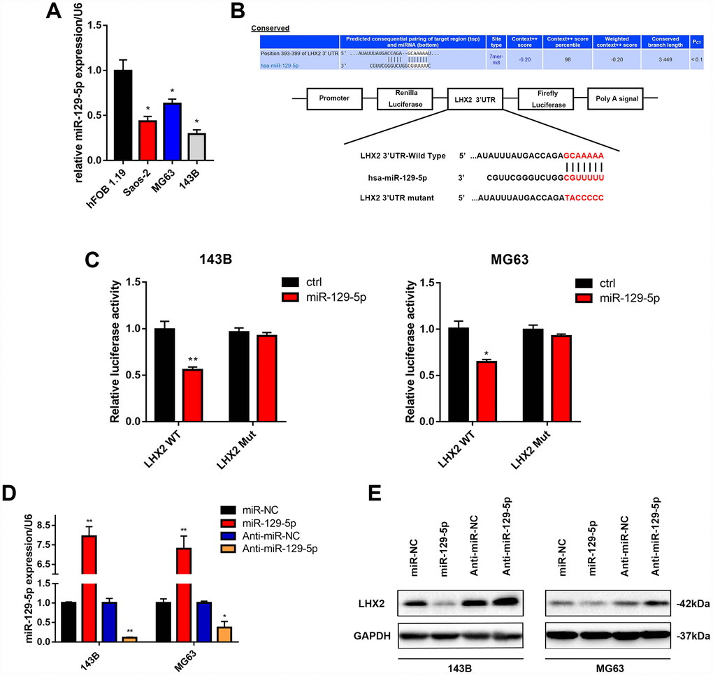 LHX2 is directly targeted by miR-129-5p in OS cells. (A) miR-129-5p expression in OS cell lines determined by qPCR. *P B) miR-129-5p binding was predicted in the 3’UTR of LHX2 using the informatic tool Targetscan. (C) Dual-luciferase reporter assays were performed in 143B and MG63 cells cotransfected with putative or mutant LHX2 3’UTR-luciferase reporters and lv-miR-129-5p. *P PD) Corresponding expression of miR-129-5p for 143B and MG63 cells infected with lv-miR-129-5p or lv-Anti-miR-129-5p. *P PE) LHX2 expression in OS cells infected with lv-miR-129-5p or lv-Anti-miR-129-5p.