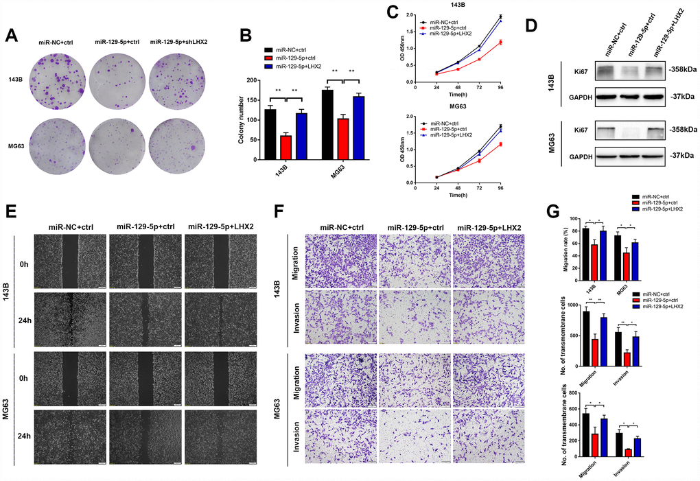 LHX2 restoration partially reverses miR-129-5p overexpression-mediated malignant phenotypes in vitro. (A–B) CCK8 and colony formation assays indicated that the inhibitory effects of miR-129-5p can be partially reversed by LHX2 overexpression. **PD) Represent imaging of wound healing assays and cell migration rates were measured after 24 h. Scale bar: 100 μm. (E) Represent images of transmembrane cells in shLHX2 and control groups. *P PF) Cell migration rates and the number of transmembrane cells.