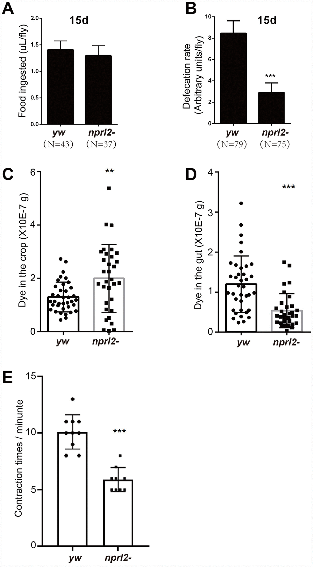 nprl2-mutant flies displayed GI tract motility defects. Fifteen-day-old yw and nprl21 males were used for the following analyses. (A) CAFE assay to quantify food ingestion. Error bars represent the SD from eight independent experiments. (B) Defecation rate assay to quantify food expulsion. Error bars represent the SD from five independent experiments. (C and D) Flies were starved in complete starvation medium (PBS with 1% agarose) for 10 hours and then fed dyed food for 30 min. The dyed food concentration in crops and guts was determined using a spectrophotometer. (E) The contraction rate of the crop was measured in dissected flies. Error bars represent the SD of the indicated number of data points. **P P 