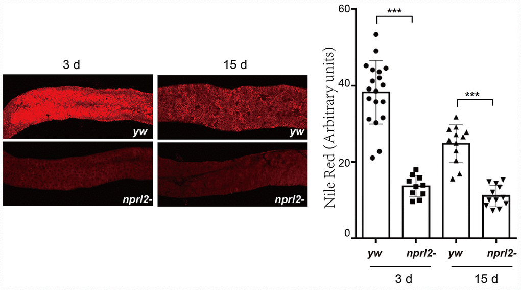 nprl2 mutation decreased lipid storage in the midgut. Newly hatched yw and nprl21 flies were cultured on standard food for 3 or 15 days and then dissected. The midgut was stained with Nile red. Error bars represent the SD of the indicated number of data points. ***P 