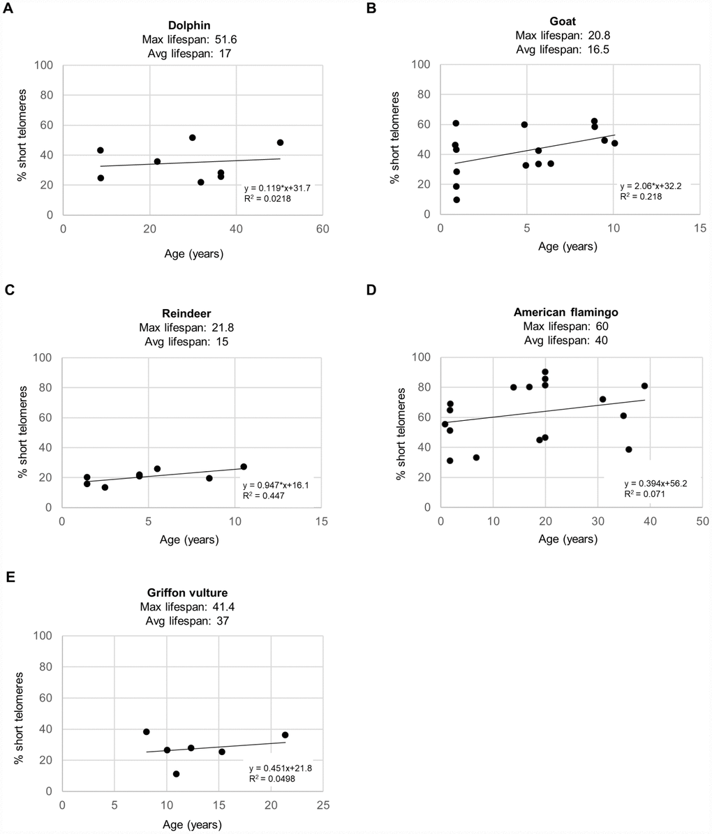 Percent short telomeres of various species. The percentage of short telomeres was measured by HT Q-FISH in a high-throughput manner in individuals of different ages for (A) bottlenose dolphins (Tursiops truncatus), (B) goats (Capra hircus), (C) reindeer (Rangifer tarandus), (D) American flamingos (Phoenicopterus ruber), and (E) griffon vultures (Gyps fulvus). Each point represents the values for a different individual. The correlation coefficient (R2), slope (rate of increase of % short telomeres per year), and y-intercept are presented on the graphs. The percentage of short telomeres was calculated by a threshold which corresponds to the 25th percentile of the telomere fluorescence intensity values of a young sample for a given species.