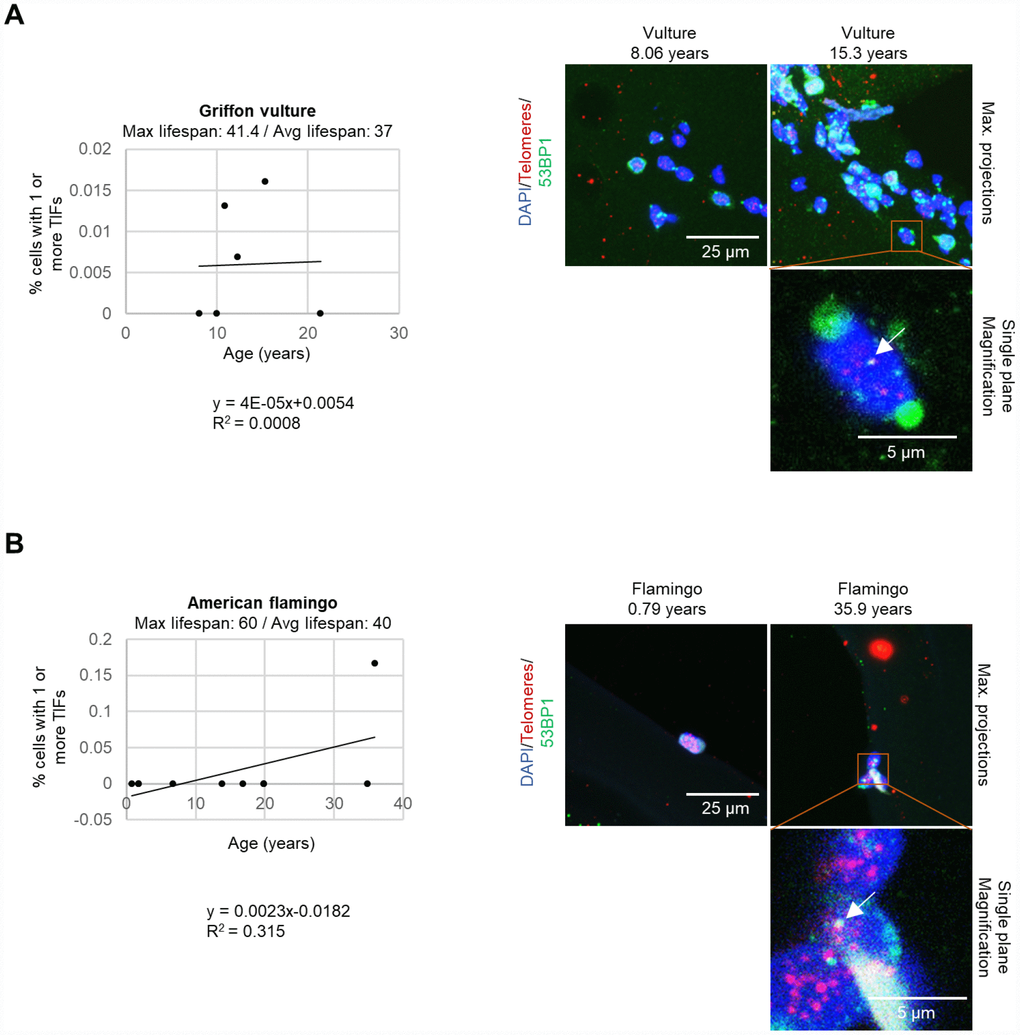 TIFs measured in leukocytes. (A) The percentage of cells with one or more TIFs in griffon vultures. The age and number of cells measured for each individual was as follows: 8.06 years: 77 cells, 10 years: 29 cells, 10.9 years: 153 cells, 12.3 years: 146 cells, 15.3 years: 125 cells, and 21.4 years: 173 cells. (B) The percentage of cells with one or more TIFs in American flamingos. The age and number of cells measured for each individual was as follows: 0.79 years: 3 cells, 1.75 years: 12 cells, 1.8 years: 34 cells, 6.75 years: 21 cells, 13.8 years: 11 cells, 16.9 years: 9 cells, 19.9 years: 7 cells, 19.9 years: 7 cells, 34.9 years: 20 cells, and 35.9 years: 6 cells. In the representative images, the nuclei are stained blue with DAPI, the telomeres are red, and the 53BP1 stain is in green. 53BP1 staining at the very edge of nuclei was not counted as foci. The top row of the representative images shows maximum projections which are the result of taking the maximum value of several different z-planes. The magnification image is displayed for a single plane rather than a maximum projection to show co-localization of the stains. A white arrow indicates a colocalization of 53BP1 and a telomere spot (a TIF).