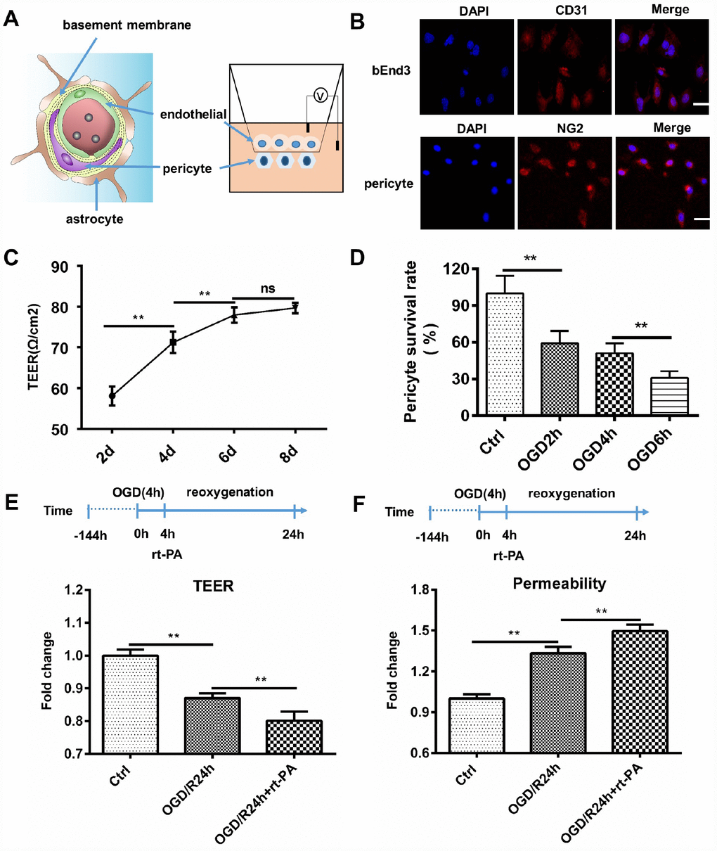 Rt-PA disrupted the BBB in vitro. (A) Schematic of the in vitro BBB model. (B) Endothelial cells were stained with CD31, and pericytes were stained with NG2; scale bar: 50 μm. (C) We determined the TEER at 2 d, 4 d, 6 d and 8 d after construction of the in vitro BBB model; n = 5 for each group. Data represent the mean ± sd *p p D) Mean pericyte survival was measured after OGD for 2 h, 4 h, or 6 h; n = 6 for each group. Data represent the mean ± sd *p p E, F) We measured the TEER and permeability of the sham-treated mice and mice 1 d after OGD/R with or without 50 μg/ml rt-PA treatment in the in vitro BBB model; n = 3 for each group. Data represent the mean ± sd, *p p 