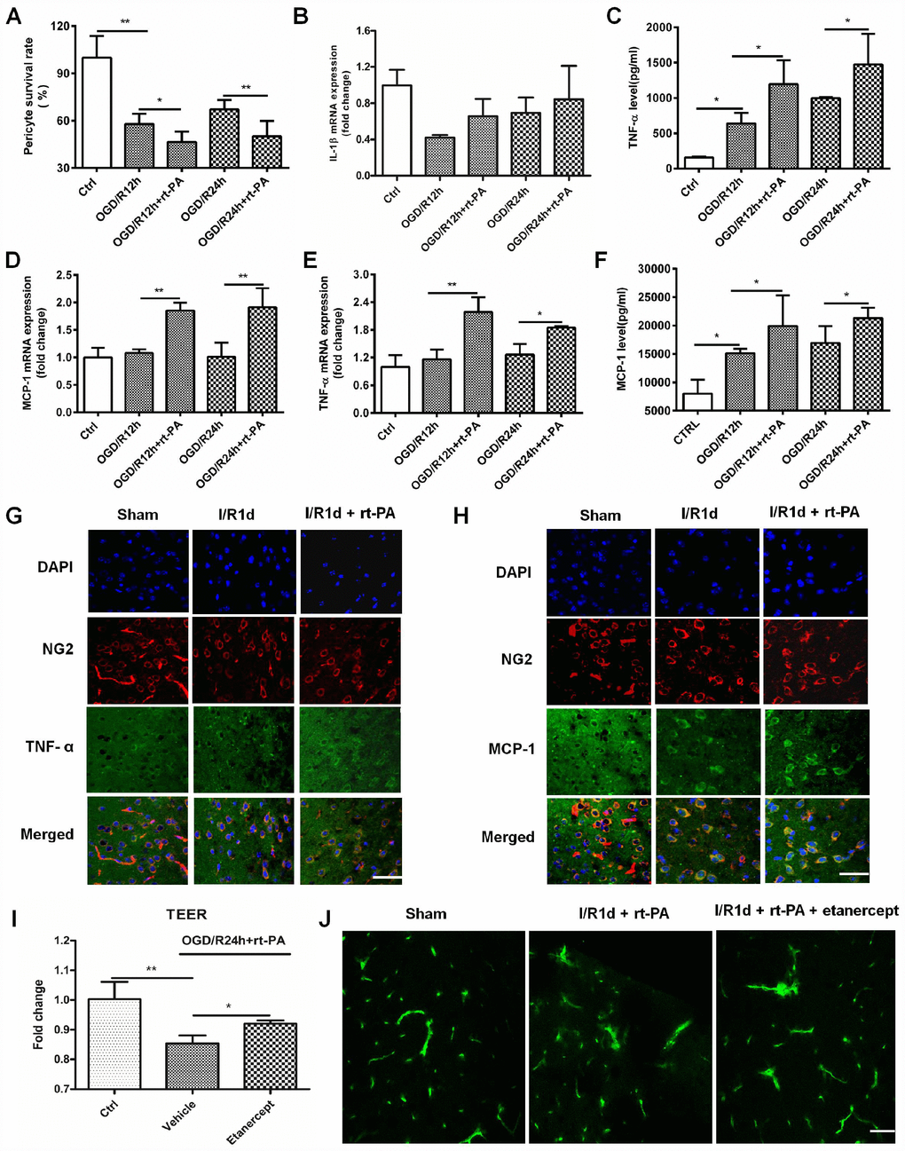 Rt-PA increased inflammatory factor expression on pericytes after OGD/R. (A) Pericyte survival was measured 12 and 24 h after reoxygenation following OGD for 4 h with or without 50 μg/ml rt-PA treatment; n = 6 for each group. Data represent the mean ± sd *p B–D) The mRNA expression of IL-1β, TNF-α and MCP-1 was determined after OGD and reoxygenation for 12 h and 24 h with or without treatment with 50 μg/ml rt-PA; n = 4 for each group. Data represent the mean ± sd, *p E, F) The concentrations of TNF-α and MCP-1 secreted from the pericytes after OGD and reoxygenation for 12 h and 24 h with or without 50 μg/ml rt-PA treatment; n = 3–4 for each group. Data represent the mean ± sd, *p G, H) Immunofluorescence was used to detect the expression of TNF-a and MCP-1 on pericytes in the sham-treated mice and mice at 1 d after I/R treated with or without 9 mg/kg rt-PA; scale bar: 50 μm; n = 3 for each group. Data represent the mean ± sd, *p I) The TEER were measured at 1 d after treatment with 50 μg/ml rt-PA or 40 μg/kg etanercept in combination with 50 ug/ml rt-PA after OGD/R; n = 3 for each group. Data represent the mean ± sd, *p J) The leakage of FITC-dextran in the brains was measured at 1 d after treatment with 9 mg/kg rt-PA or 200 μg/kg etanercept in combination with 9 mg/kg rt-PA after I/R treatment; scale bar: 50 μm; n = 3 for each group.