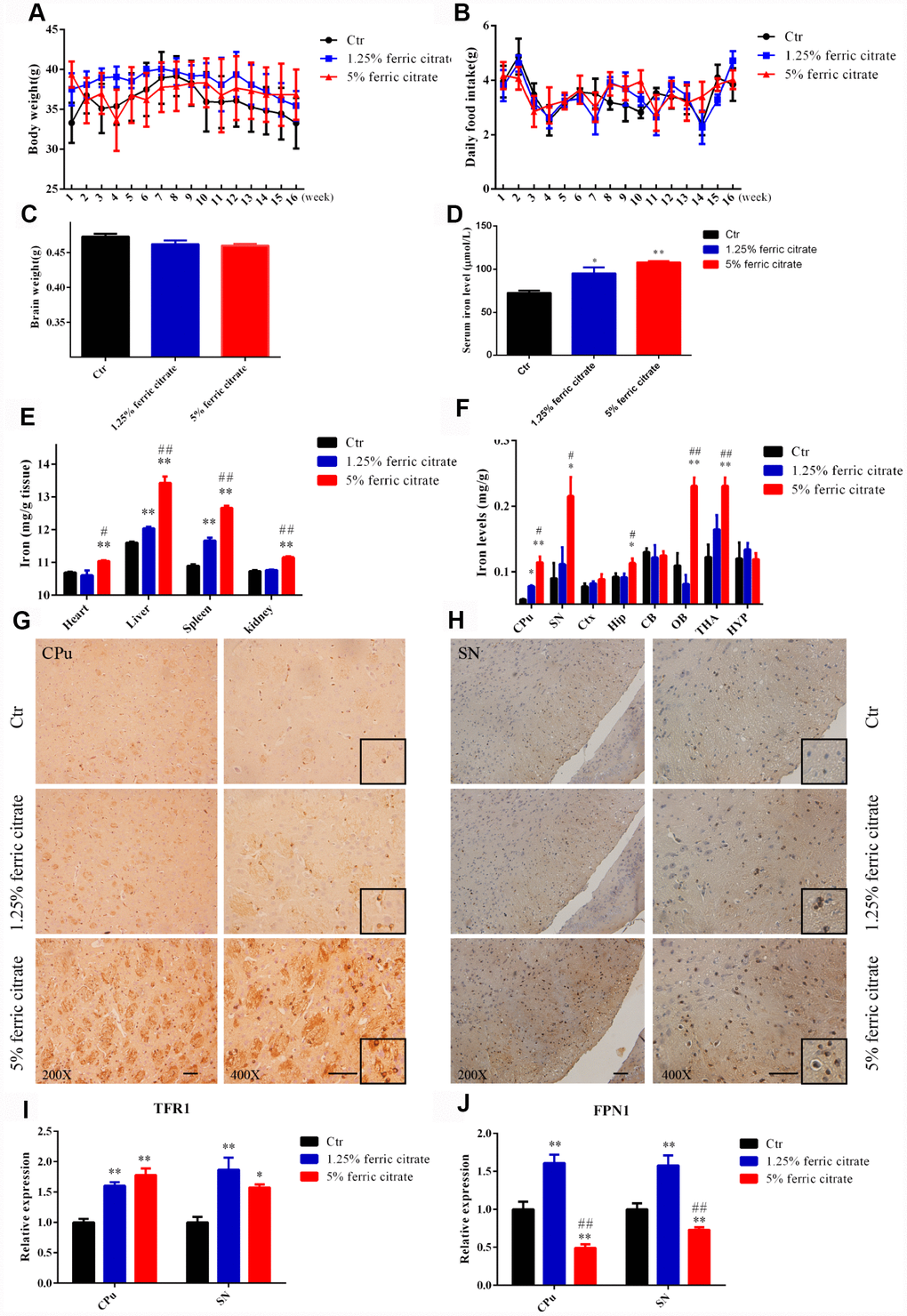 Chronic oral administration of ferric citrate induces selective iron overload in the brain. (A to C) Quantifications show no differences in the body weight, daily food intake and brain weight of mice supplemented with ferric citrate. Error bars indicate SD. (D) Quantification shows the increased serum iron levels of mice supplemented with ferric citrate (N=10). Error bars indicate SEM. (E) Quantification shows the increased peripheral tissue iron levels of mice supplemented with ferric citrate (N=10). Error bars indicate SEM. (F) Quantification shows the selective iron overload in the brains of mice supplemented with ferric citrate (N=10). Error bars indicate SEM. (G and H) Representative images from Prussian blue staining show the excessive iron accumulation in the Cpu and SN of mice supplemented with ferric citrate. Bars, 100 μm. (I) qRT-PCR shows the increased mRNA levels of TFR1 in the Cpu and SN of mice supplemented with ferric citrate (N=5). Error bars indicate SEM. (J) qRT-PCR shows that the mRNA levels of FPN1 increased in the Cpu and SN of mice from the 1.25% ferric citrate group but decreased in those of mice from the 5% ferric citrate group (N=5). Error bars indicate SEM. Compared with the Ctr group, *p#p##p