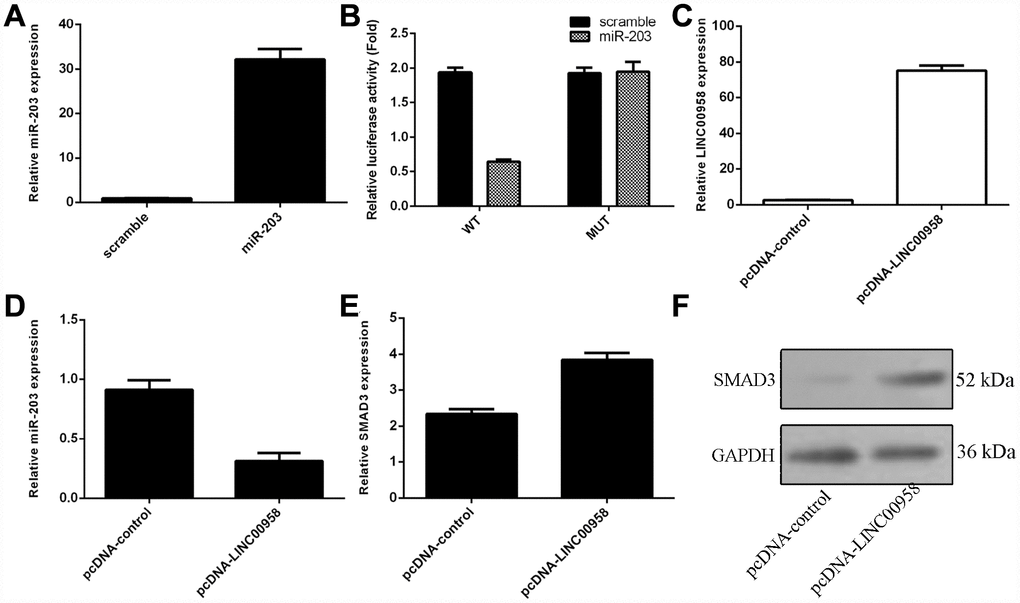 The interaction of lncRNA LINC00958 with miR-203. (A) The expression of miR-203 was measured in the NP cells by using qRT-PCR analysis. (B) Ectopic expression of miR-203 suppressed the luciferase activity of the wild-type LINC00958 3'-UTR but not the mutant LINC00958 3'-UTR. (C) The expression of LINC00958 was measured in the NP cells by using qRT-PCR analysis. (D) Elevated expression of LINC00958 decreased the expression of miR-203 in the NP cells. (E) Overexpression of LINC00958 promoted the mRNA expression of SMAD3 in the NP cells. (F) The protein expression of SMAD3 was detected by western blot, and GAPDH was used as the loading control. U6 was used as the internal control for miR-203. Data were showed as mean±SD.