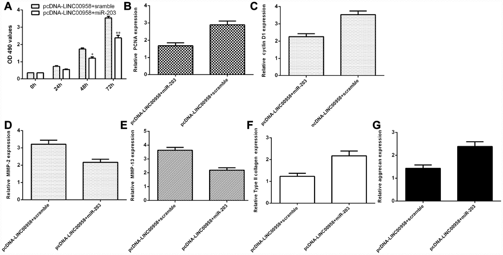 LncRNA LINC00958 exerted its function by targeting miR-203 in the NP cells. (A) Cell proliferation was measured by using the MTT assay. (B) PCNA expression was determined by qRT-PCR. (C) The expression of cyclin D1 was measured by qRT-PCR. (D) Elevated expression of LINC00958 suppressed the expression of MMP-3 in the LINC00958-overexpressing NP cells. (E) The expression of MMP-13 was determined by qRT-PCR analysis. (F) Col II expression was measured by using qRT-PCR analysis. (G) The expression of aggrecan was detected by using qRT-PCR analysis. *p