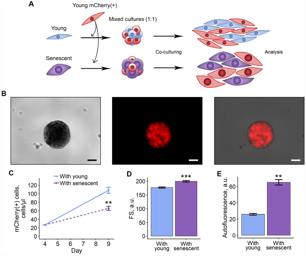 3D co-culturing with senescent ESCs negatively affects surrounding cells. (A) Experimental scheme of co-culturing of young mCherry-labeled ESCs with unlabeled young or senescent ones in 3D condition. (B) Representative photographs of spheroids formed from a mixture of unlabeled and mCherry-labeled ESCs. Scale bars of all images are 500 μm. (C–E) Growth curves, cell size and autofluorescence of mCherry-labeled ESCs, respectively. Cells were cultured in spheroids during 4 d, trypsinized and cultured for additional 5 d up to analysis by FACS. Forward scatter (FS) reflects the average cell size. Values are M ± S.D. (N=3 for (C) and (D), N=2 for (E)). ** – p