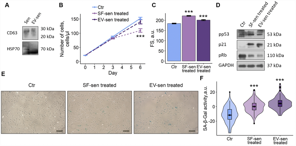 Soluble factors and extracellular vesicles secreted by senescent ESCs trigger senescence in young cells. Sen – senescent ESCs. Ctr – young ESCs cultured in standard conditions. SF-sen or EV-sen treated – young ESCs exposed to soluble factors and extracellular vesicles secreted by senescent ESCs, respectively. (A) Western blot analysis of CD63 and HSP70 total proteins amount in Sen and EV-sen lysates. (B) and (C) Growth curves and cell size of Ctr, SF-sen and EV-sen treated ESCs determined by FACS. Forward scatter (FS) reflects the average cell size evaluated after 6 d of exposure. Values are M ± S.D. (N=3). *** – pD) Western blot analysis of p53 and Rb phosphorylation levels and p21 protein expression performed after 7 d of treatment. Representative results of the three experiments are shown in the Figure. GAPDH was used as loading control. (E) SA-β-Gal staining of Ctr, SF-sen and EV-sen treated ESCs. After 7 d of treatment ESCs were reseeded and additionally cultured for 3 d in order to perform staining of non-confluent cultures. (F) Quantification of SA-β-Gal activity values (E). Values presented as M and 95 % CI (N=100). *** – p